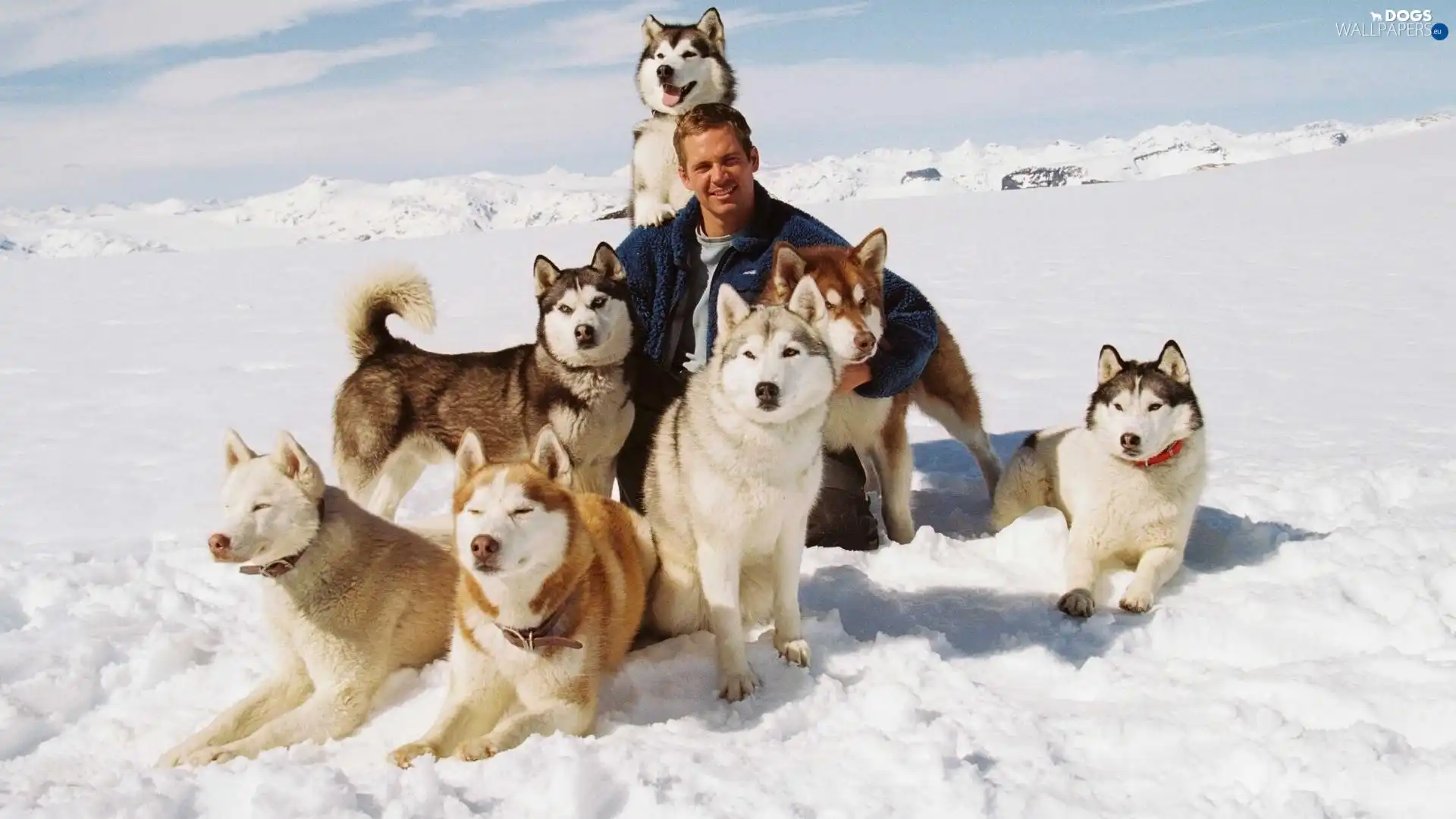 a man, Siberian Husky, winter