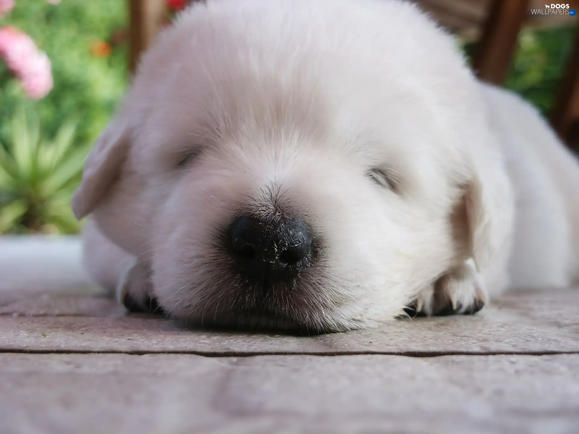 Maremmano-abruzzese, Puppy