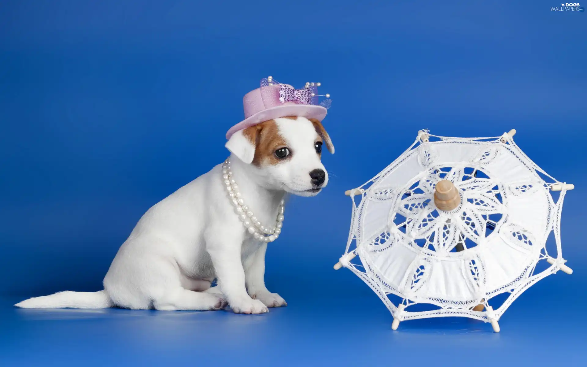 Puppy, accessories, dog