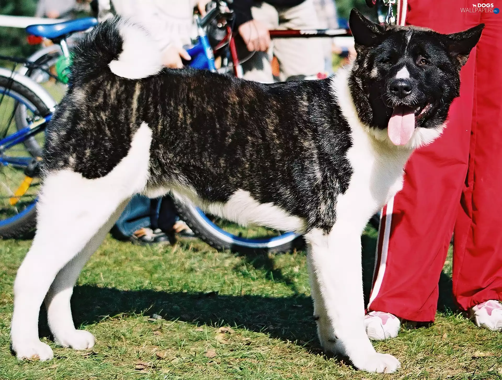 adult, American akita