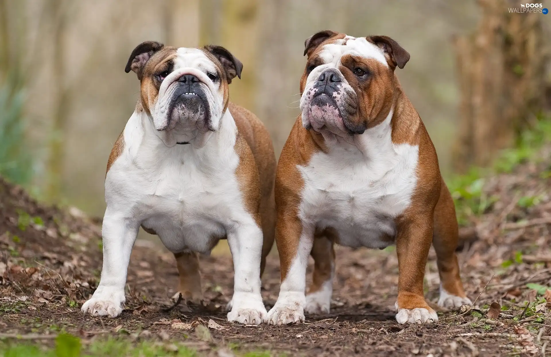 adult, Bulldogs, Two cars