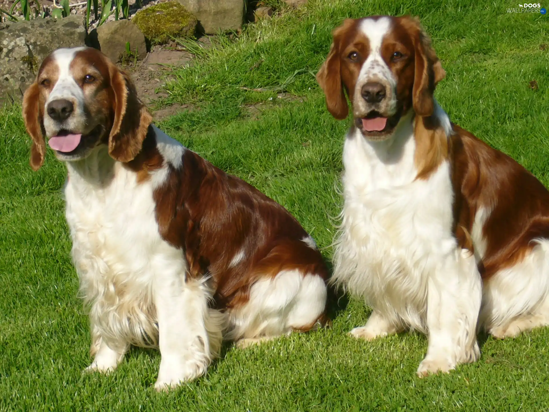 adult, Welsh Springers spaniels, Two cars
