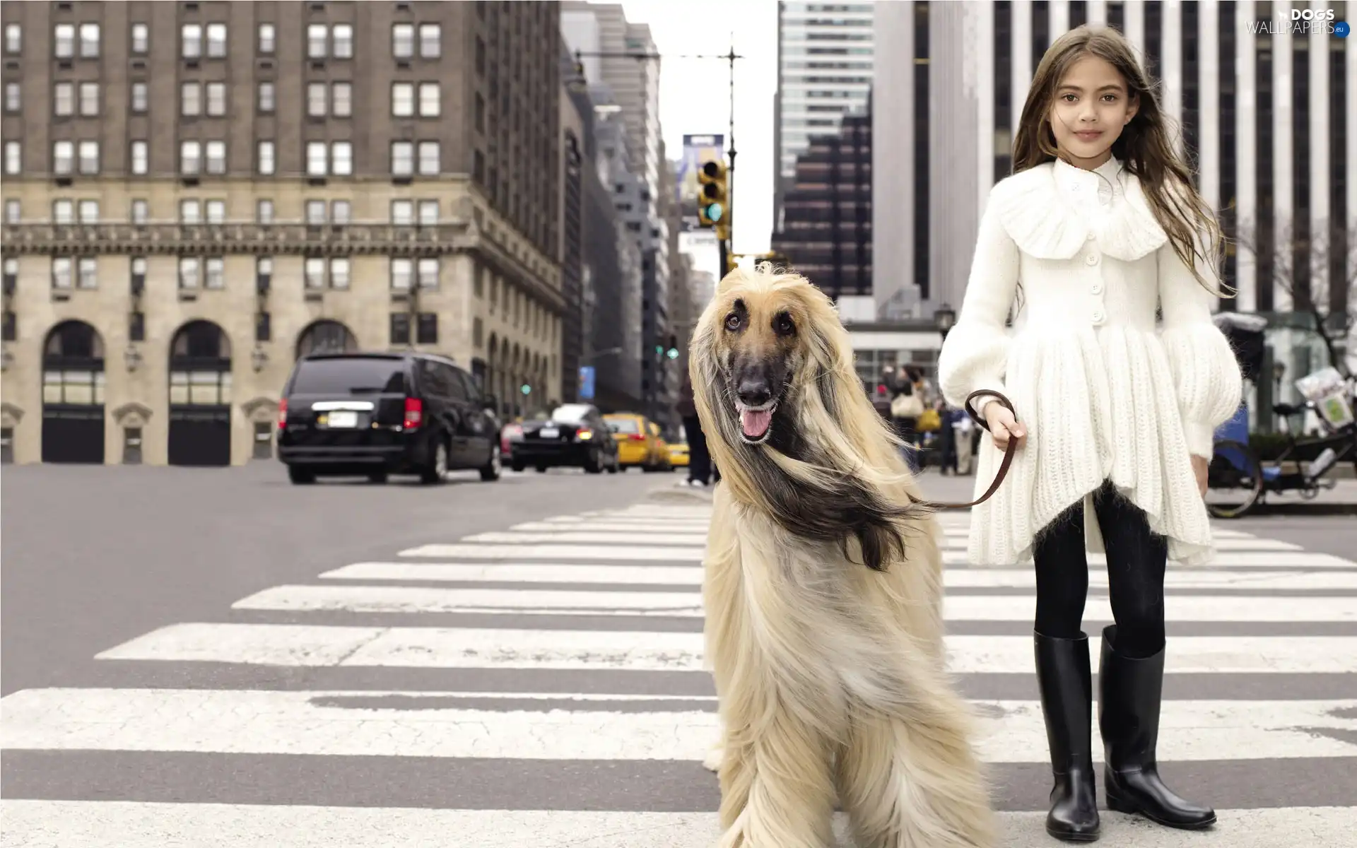 Afghan Hound, New York, girl, Street