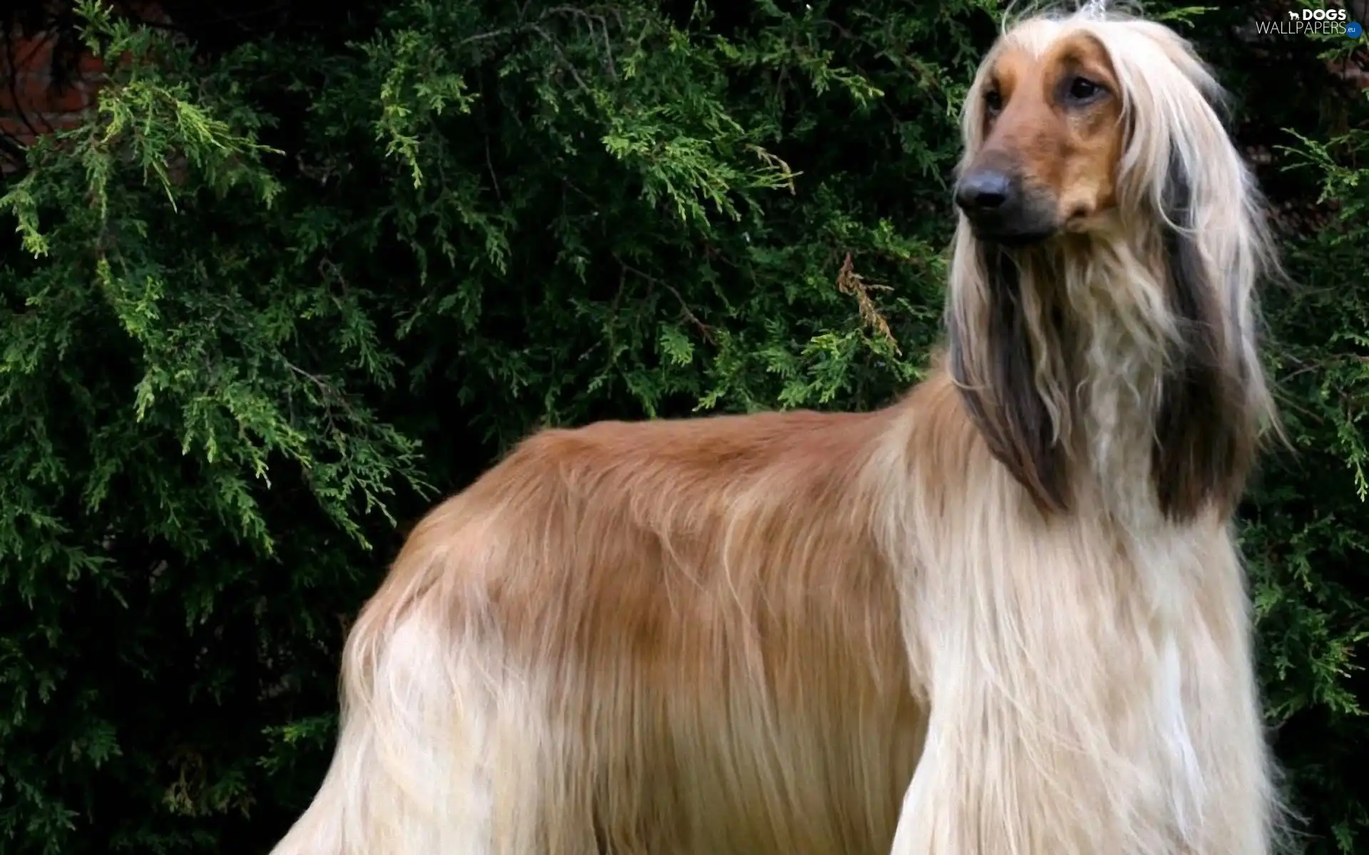 green, Afghan Hound