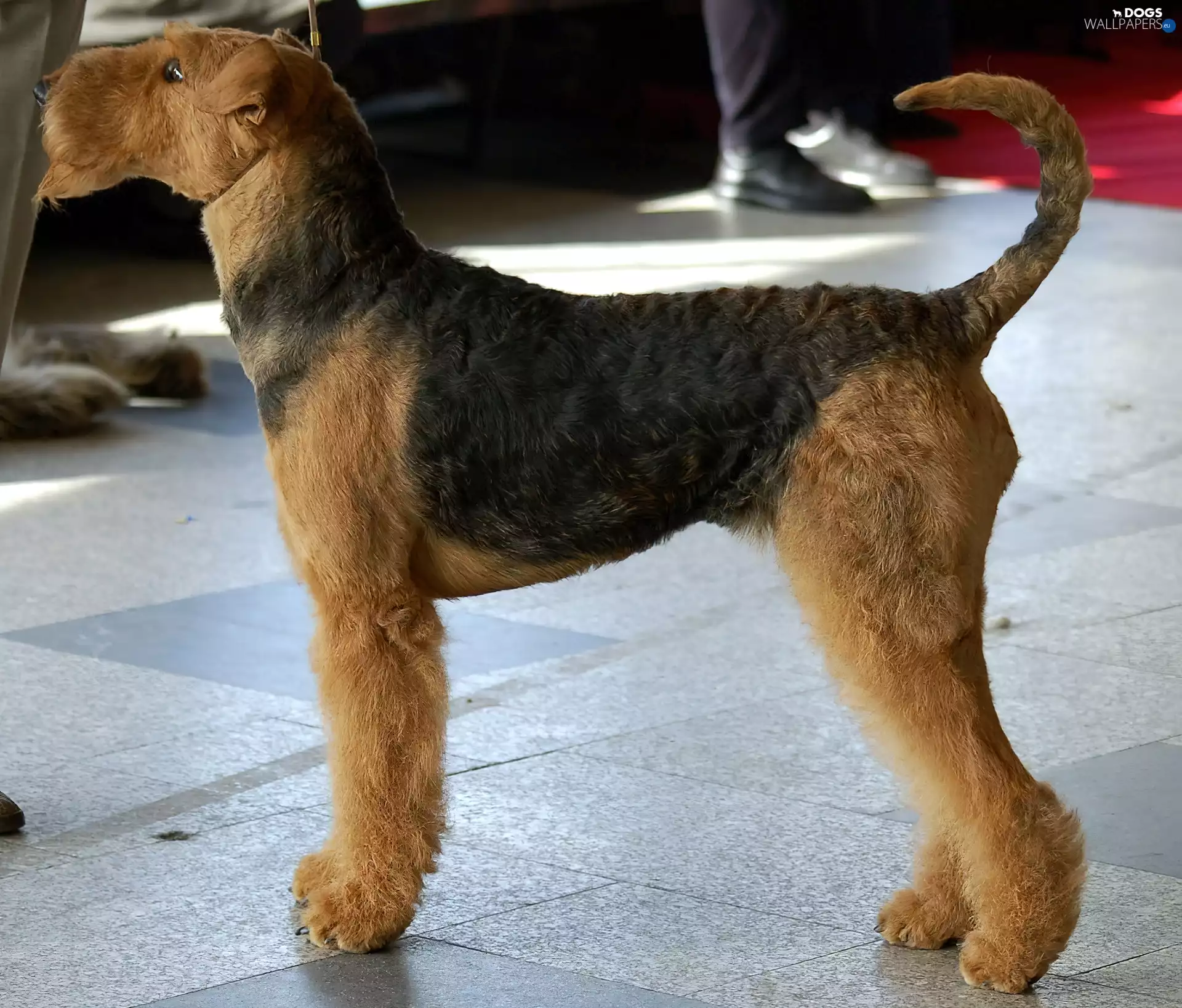 Airedale Terrier
