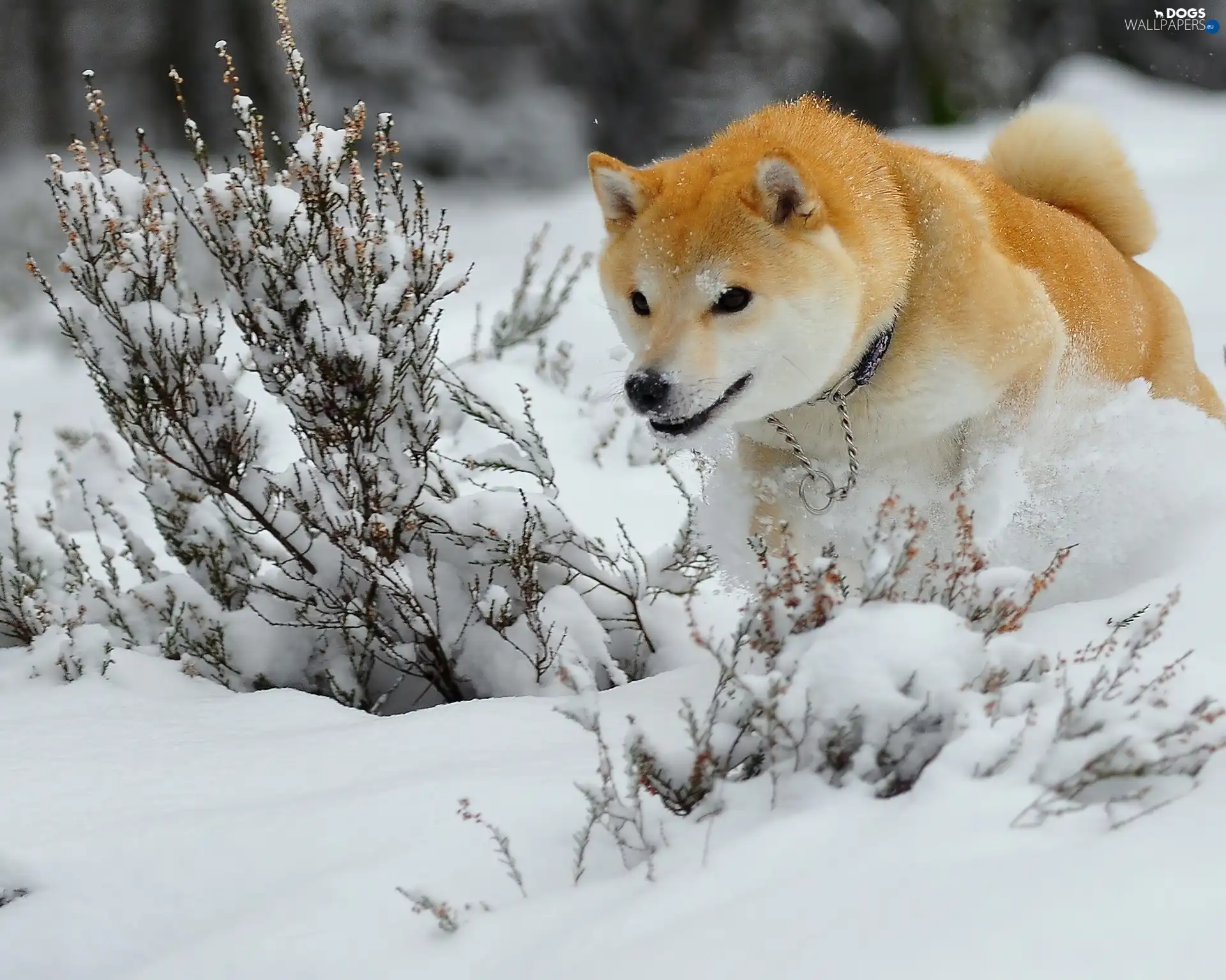 Akita, winter, doggy, snow