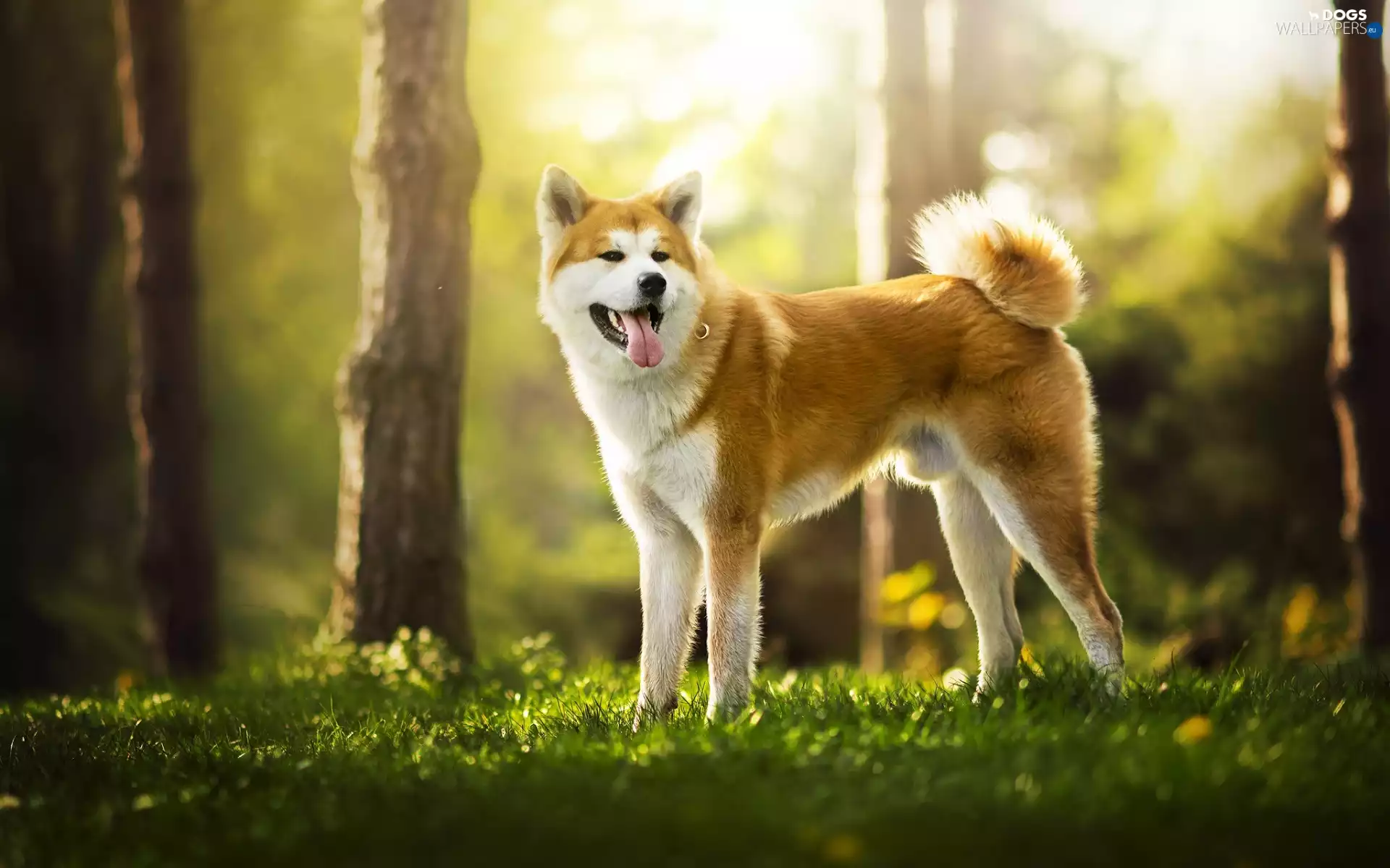 Akita Inu, forest