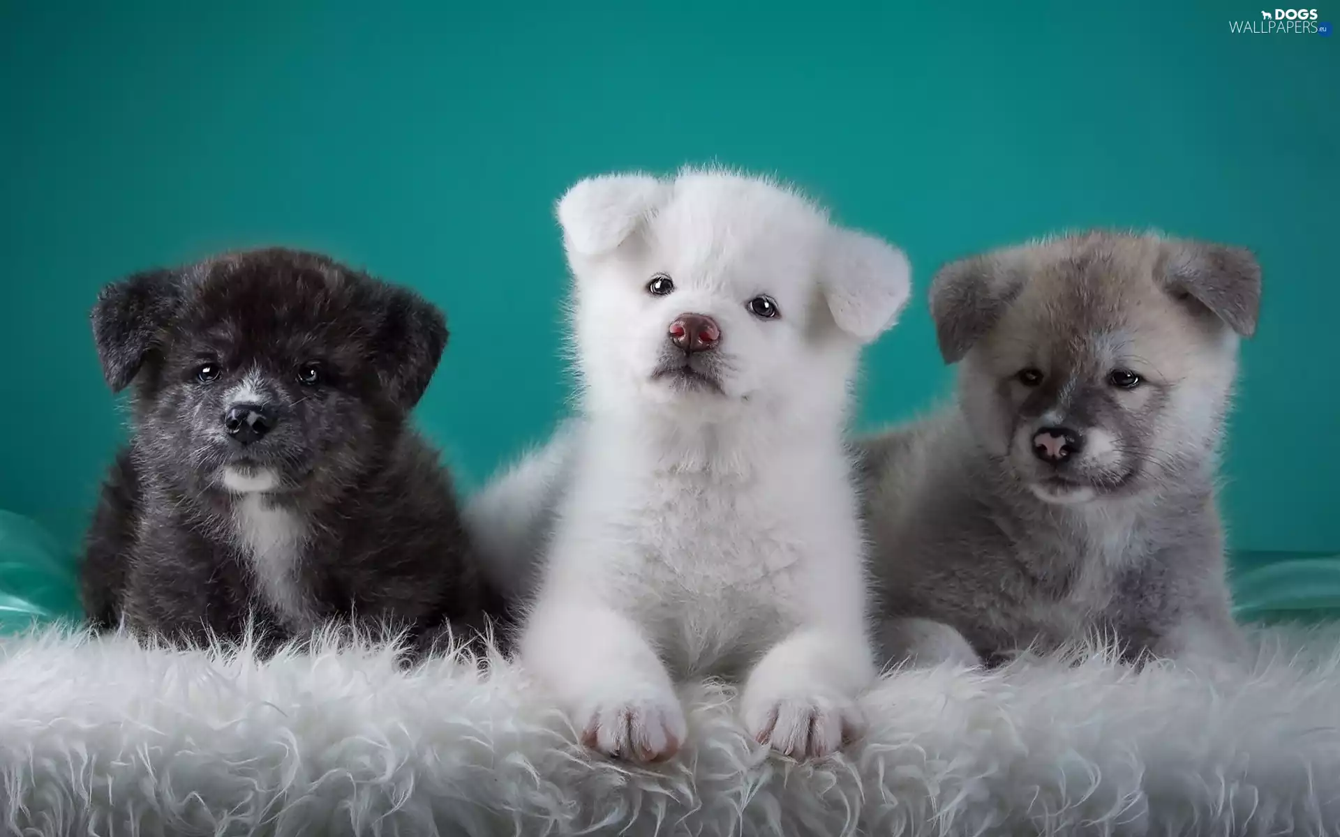 Akita, Dogs, puppies