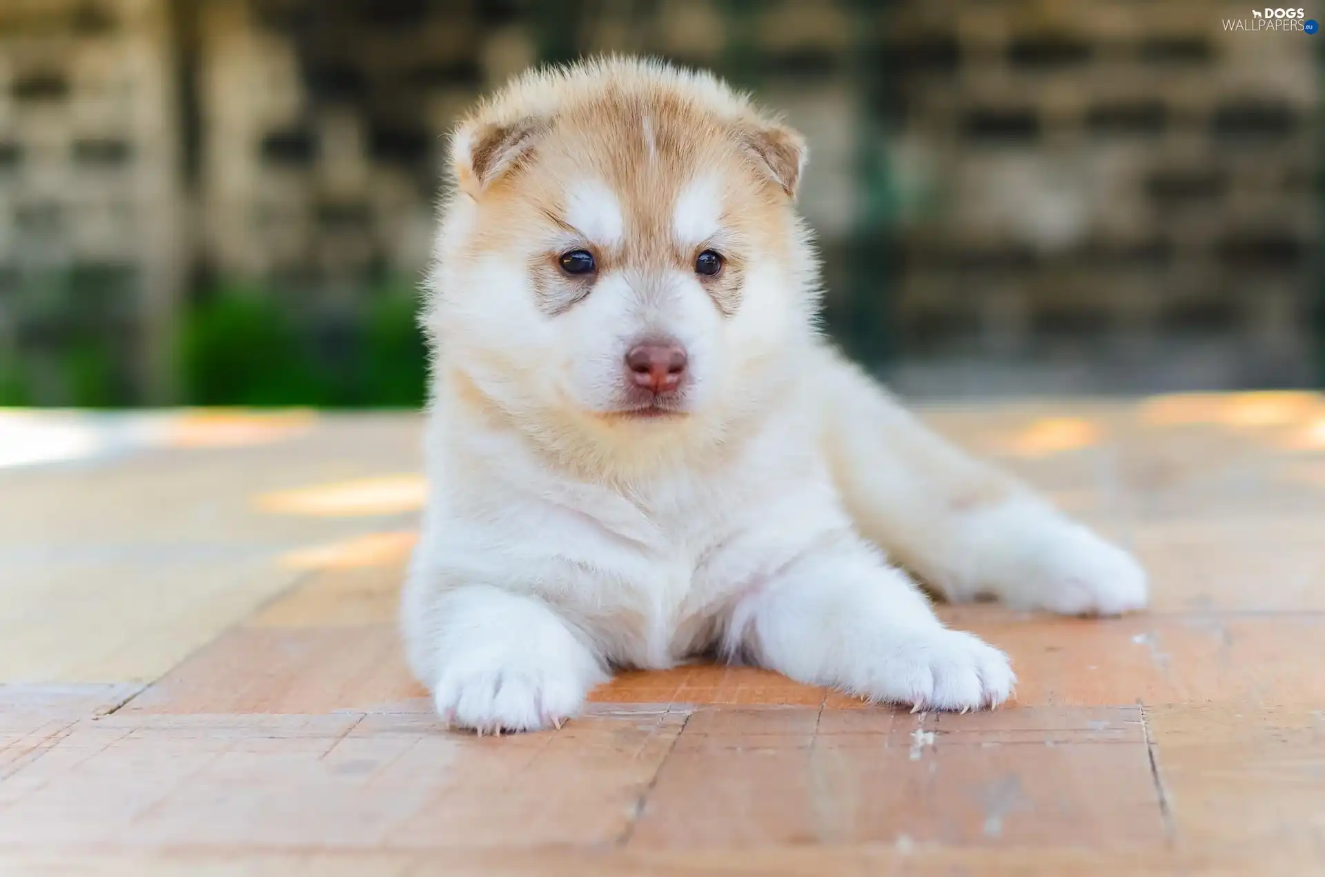 Puppy, Akita, dog