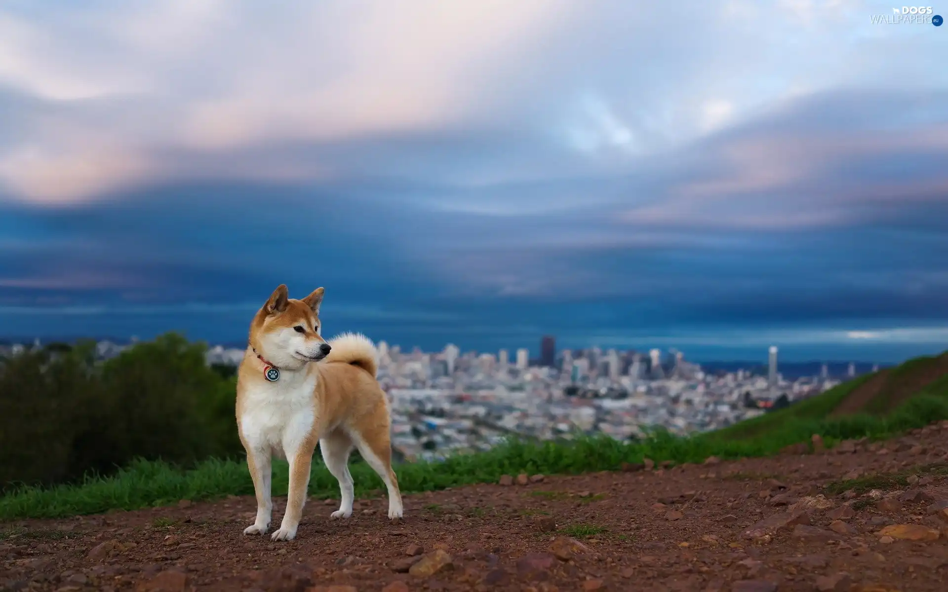 Akita, doggy, russet, White