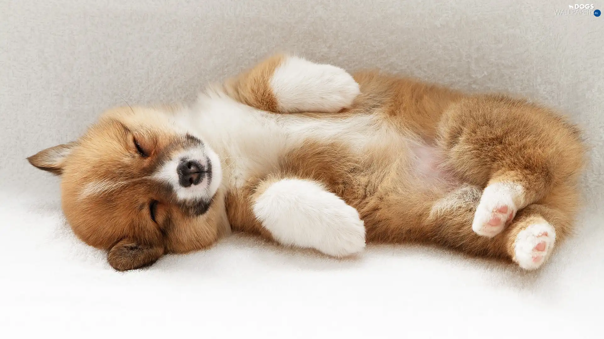 Akita Inu, puppie, sleepy, honeyed