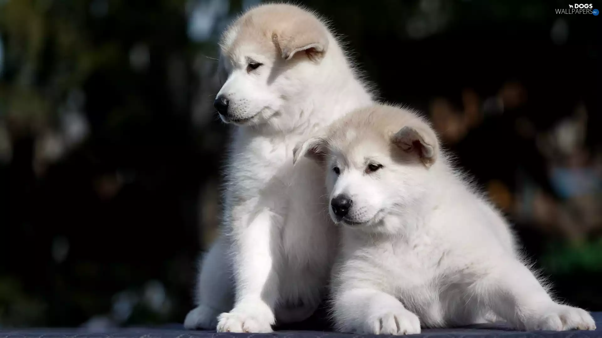 Two cars, puppies, Akita Inu, White
