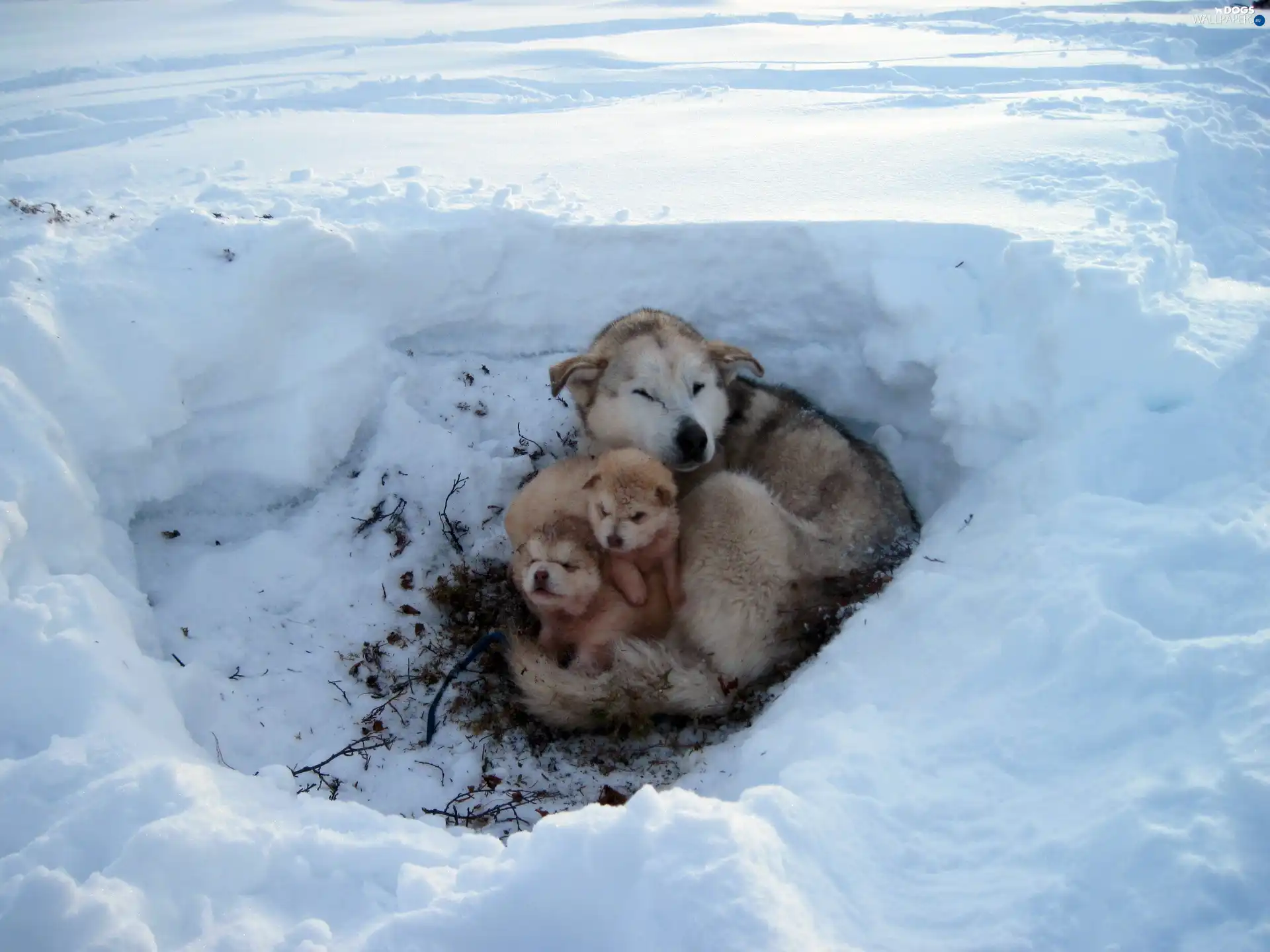 winter, Alaskan, haunt