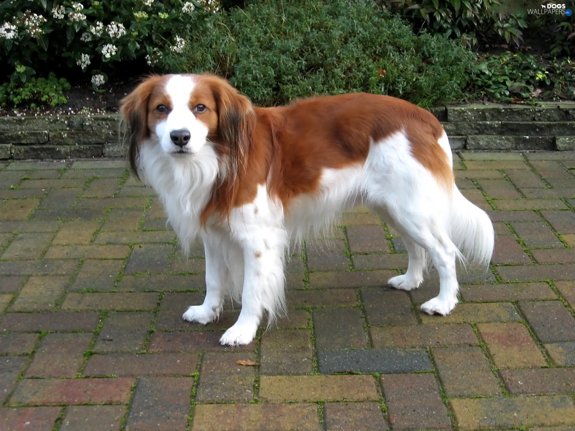Alpine Dutch, Kooikerhondje, white and red