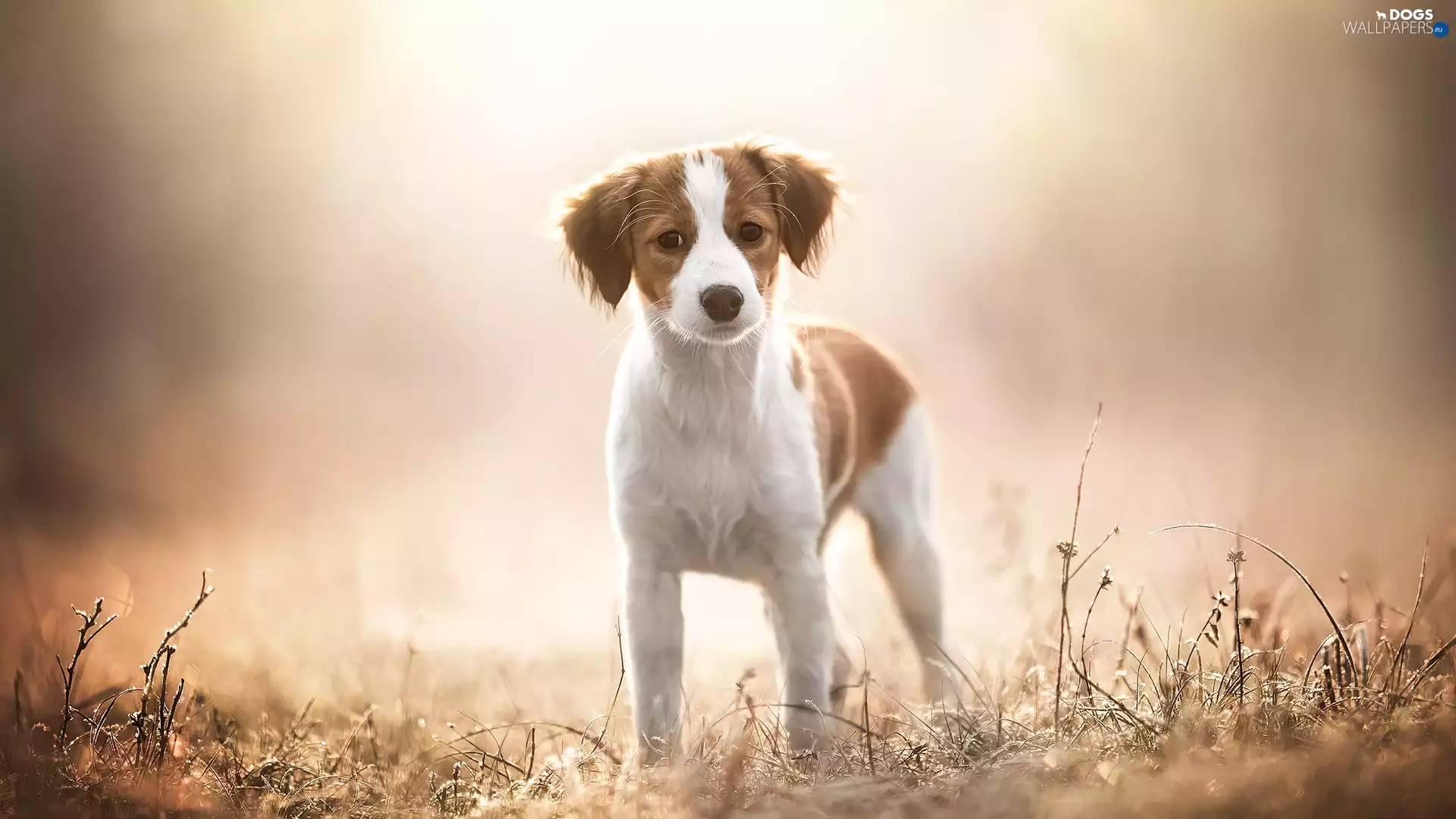 Meadow, Plants, Puppy, Alpine Dutch, dog