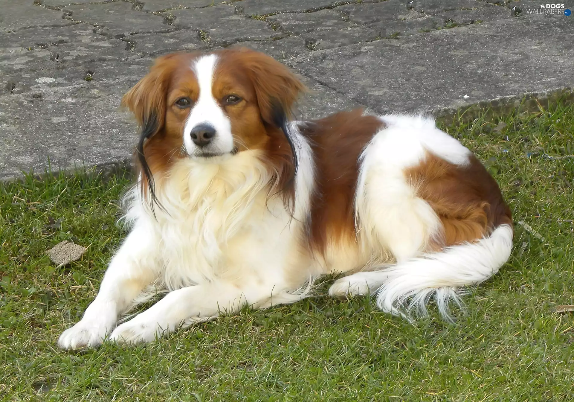 Beatyfull, Alpine Dutch, Kooikerhondje, lying