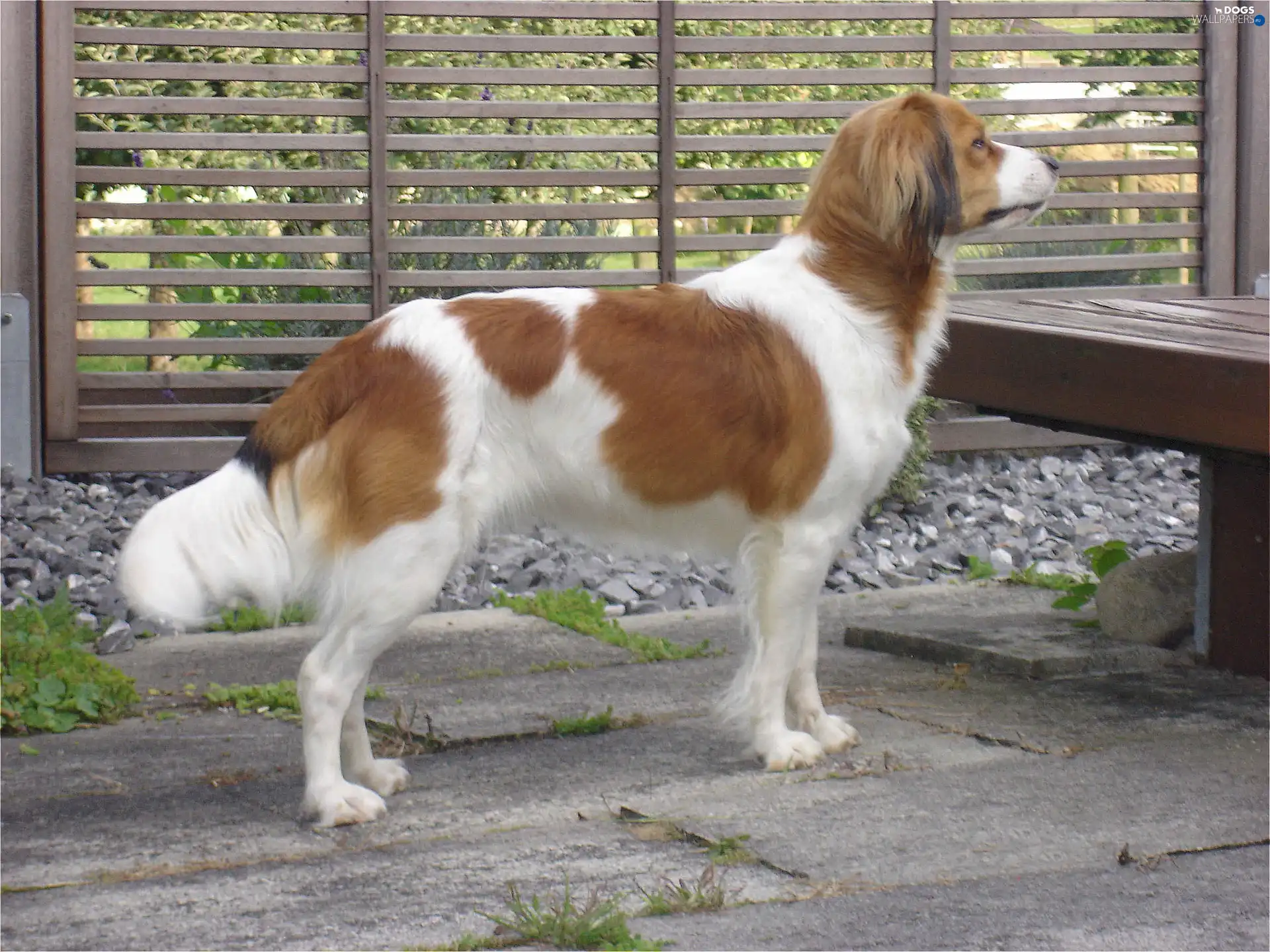 Kooikerhondje, Alpine Dutch