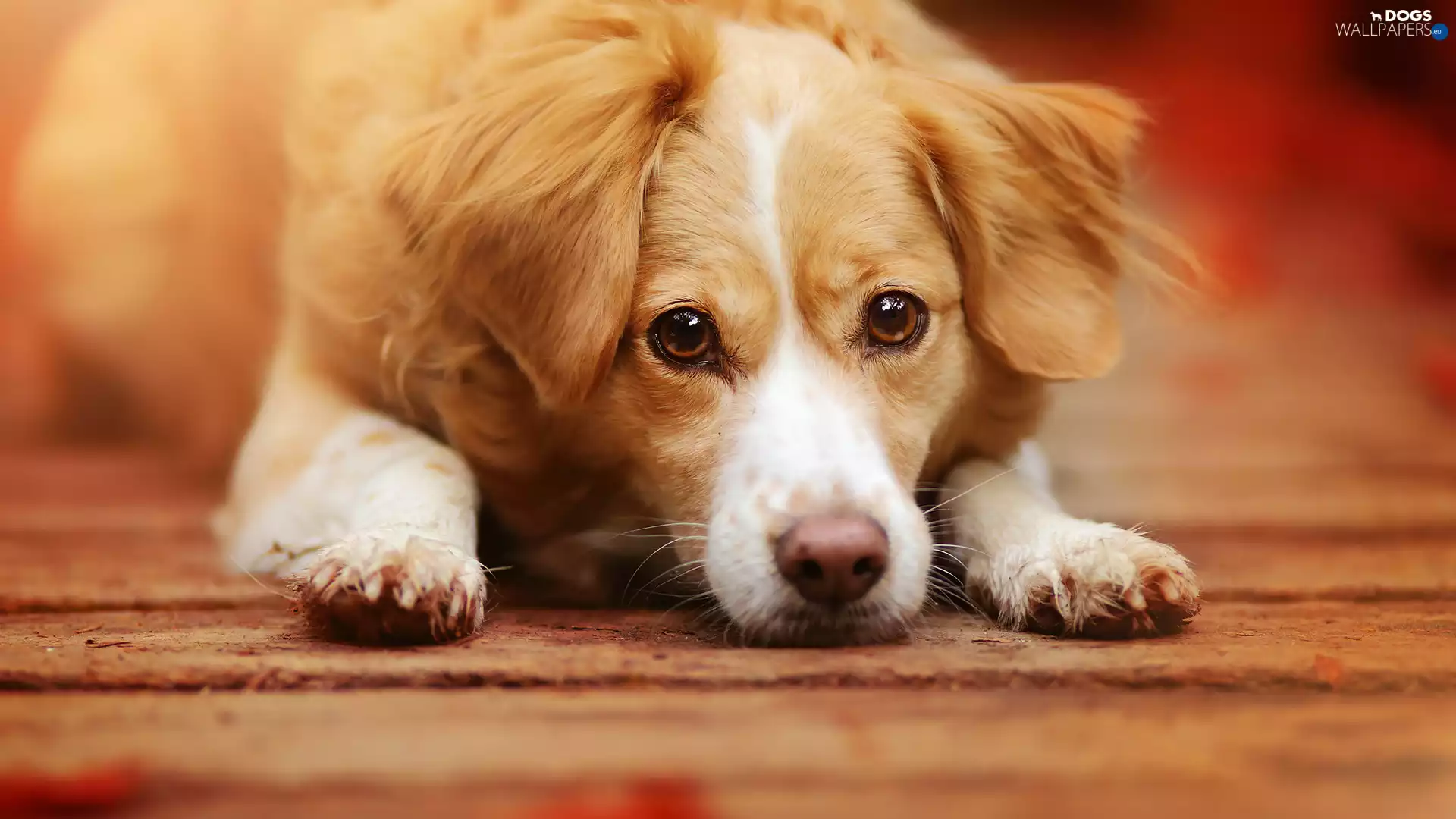 Red-white, dog, Alpine Dutch, lying