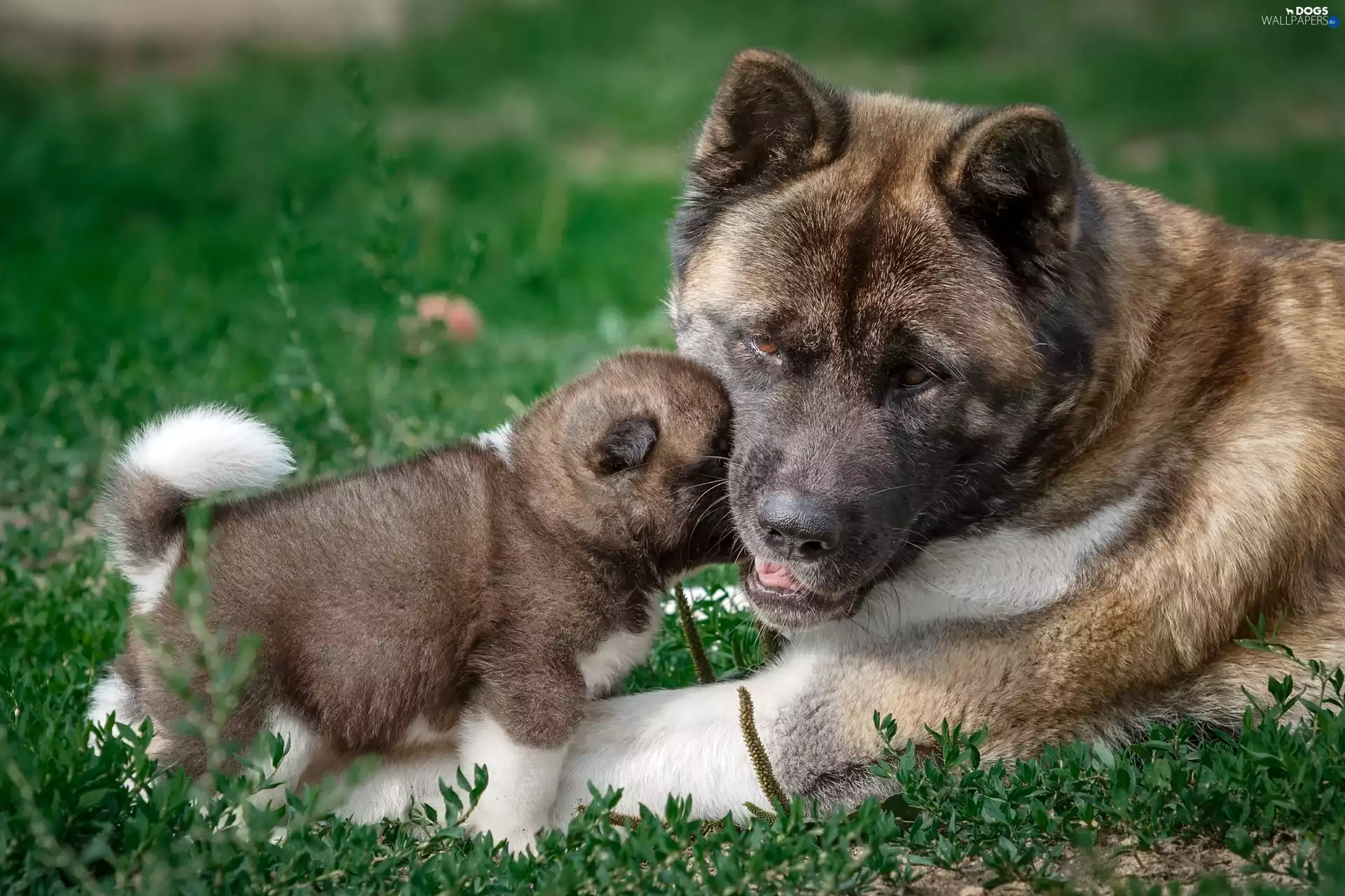 American akita, Puppy