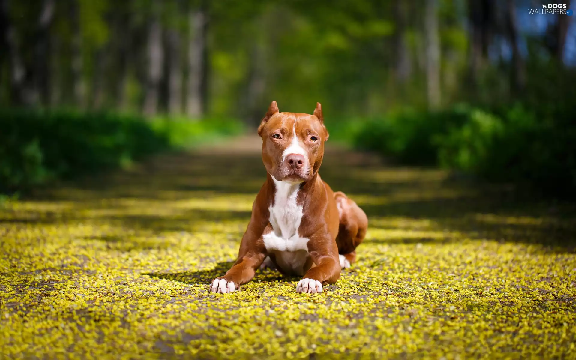 American Pitbull Terrier
