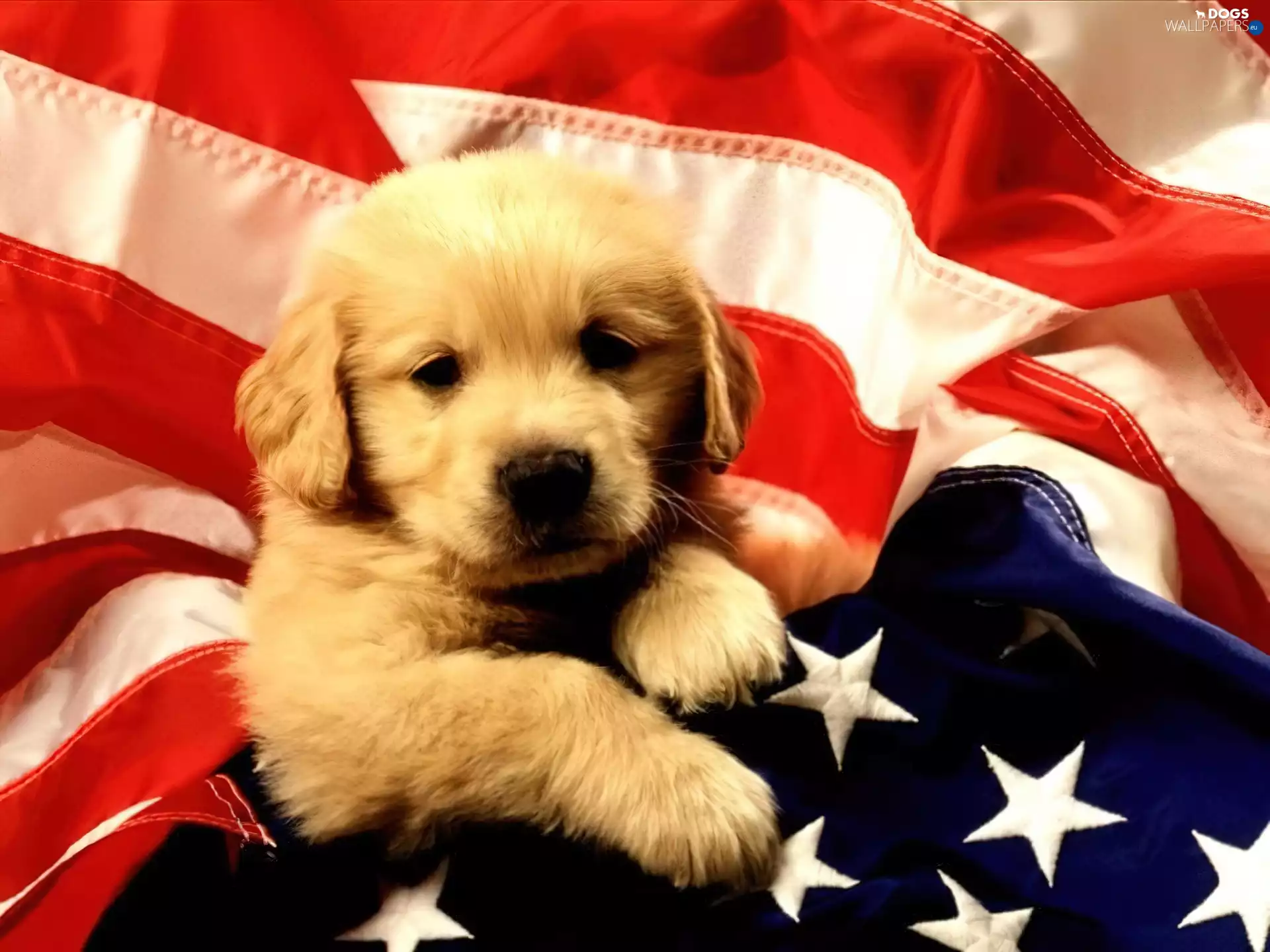 Americas, doggy, flag