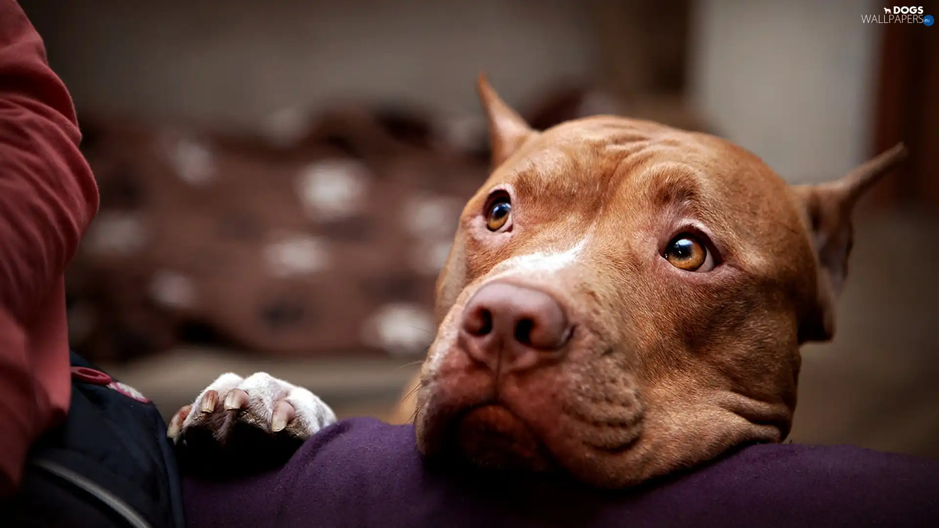 dog, amstaf, head