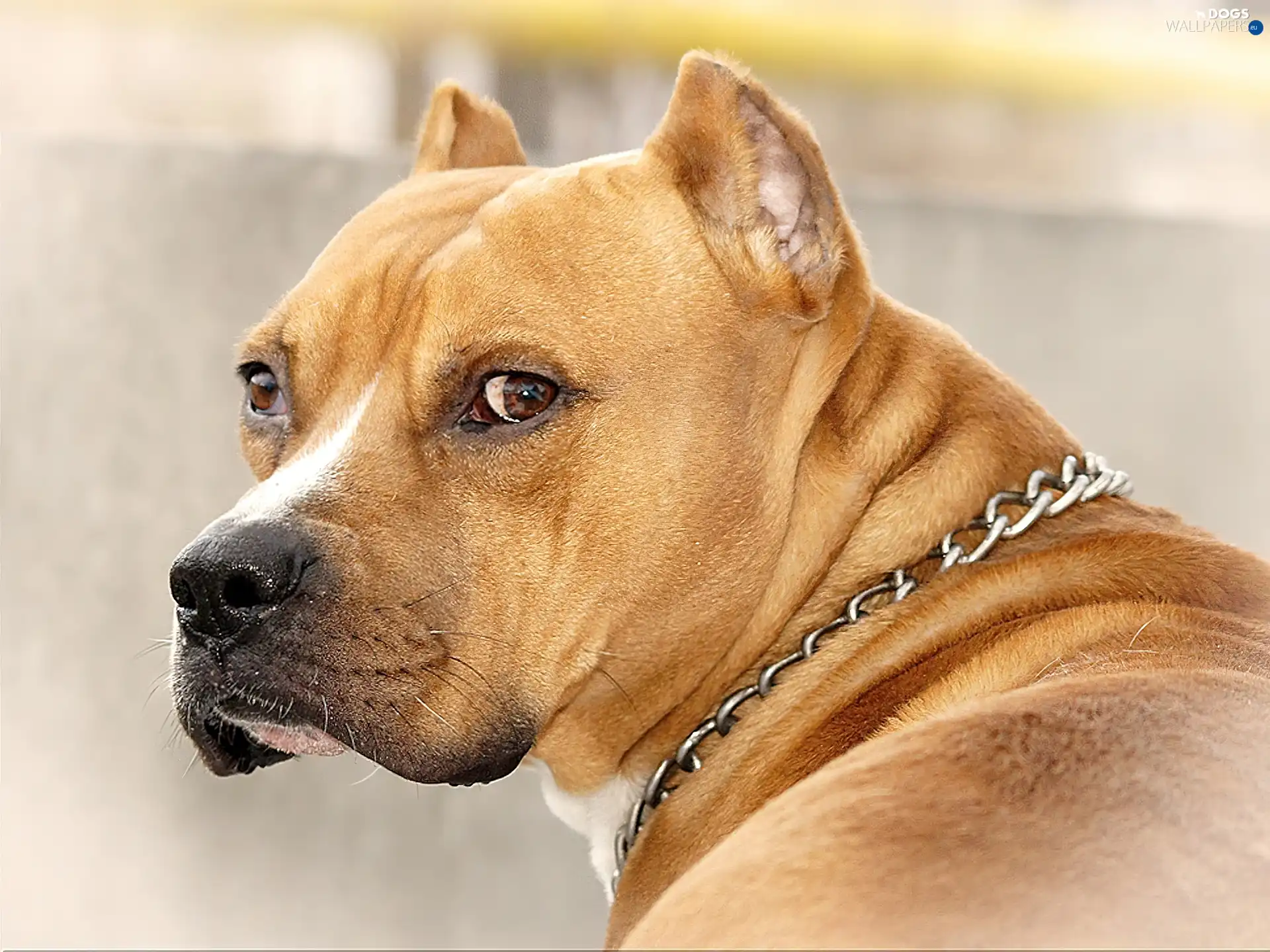 Amstaff, dog-collar, Brown