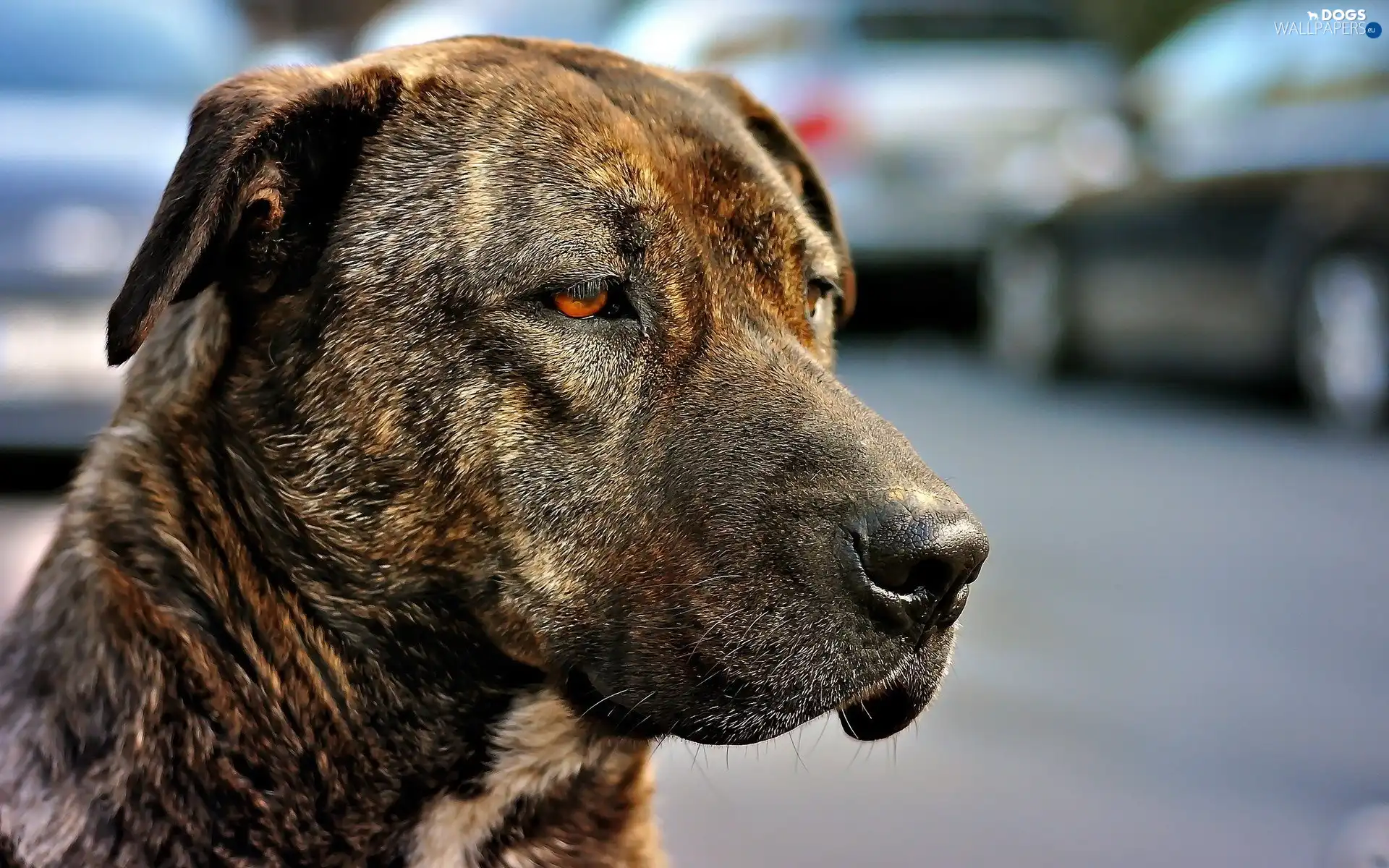 Amstaff, dog