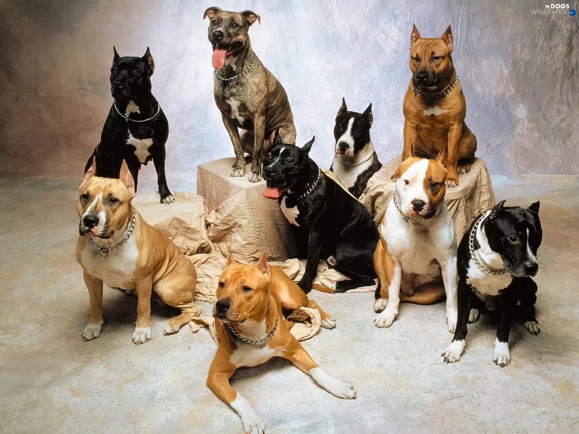 Amstaffs, cluster, Dogs