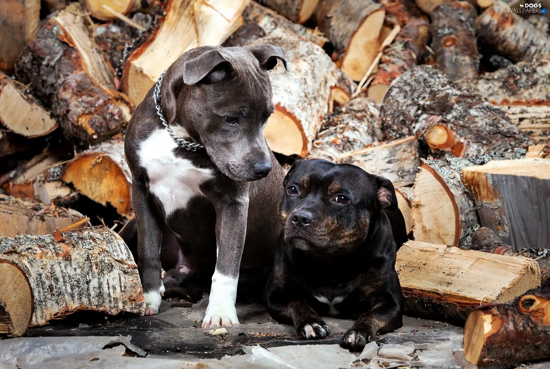 Amstaffs, puppies
