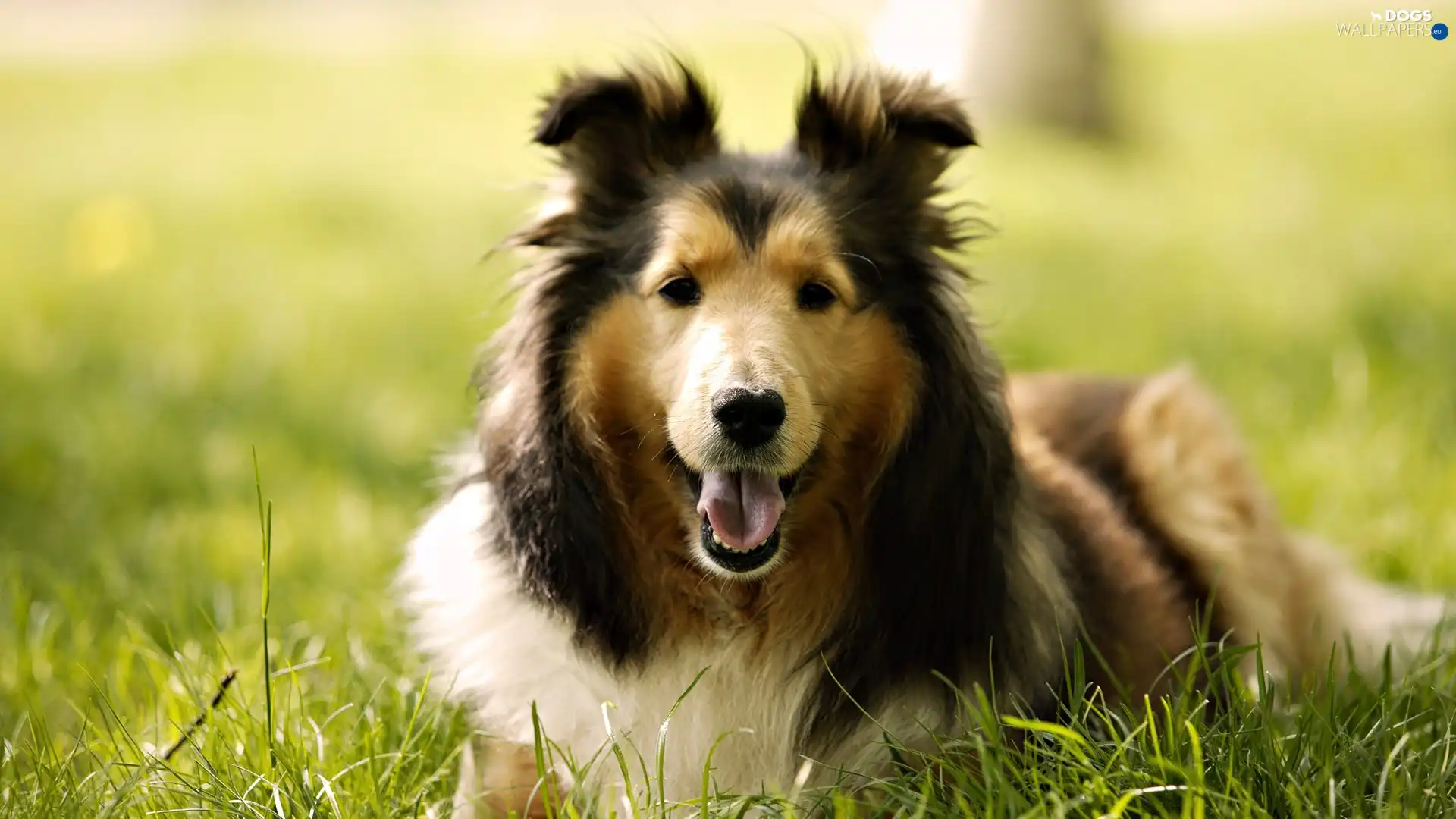 an, meadow, Scottish Shepherd