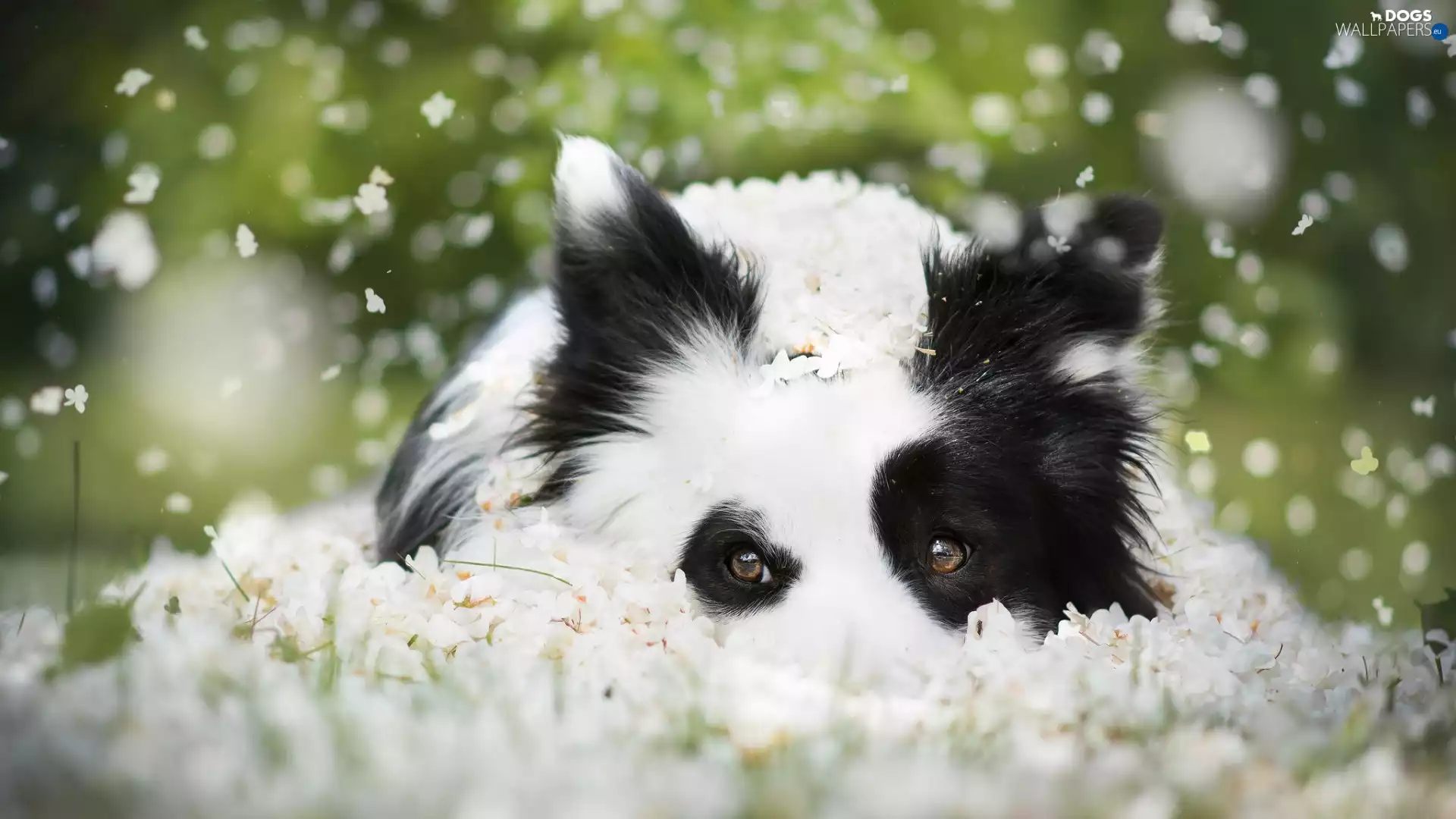 White and Black, Border Collie