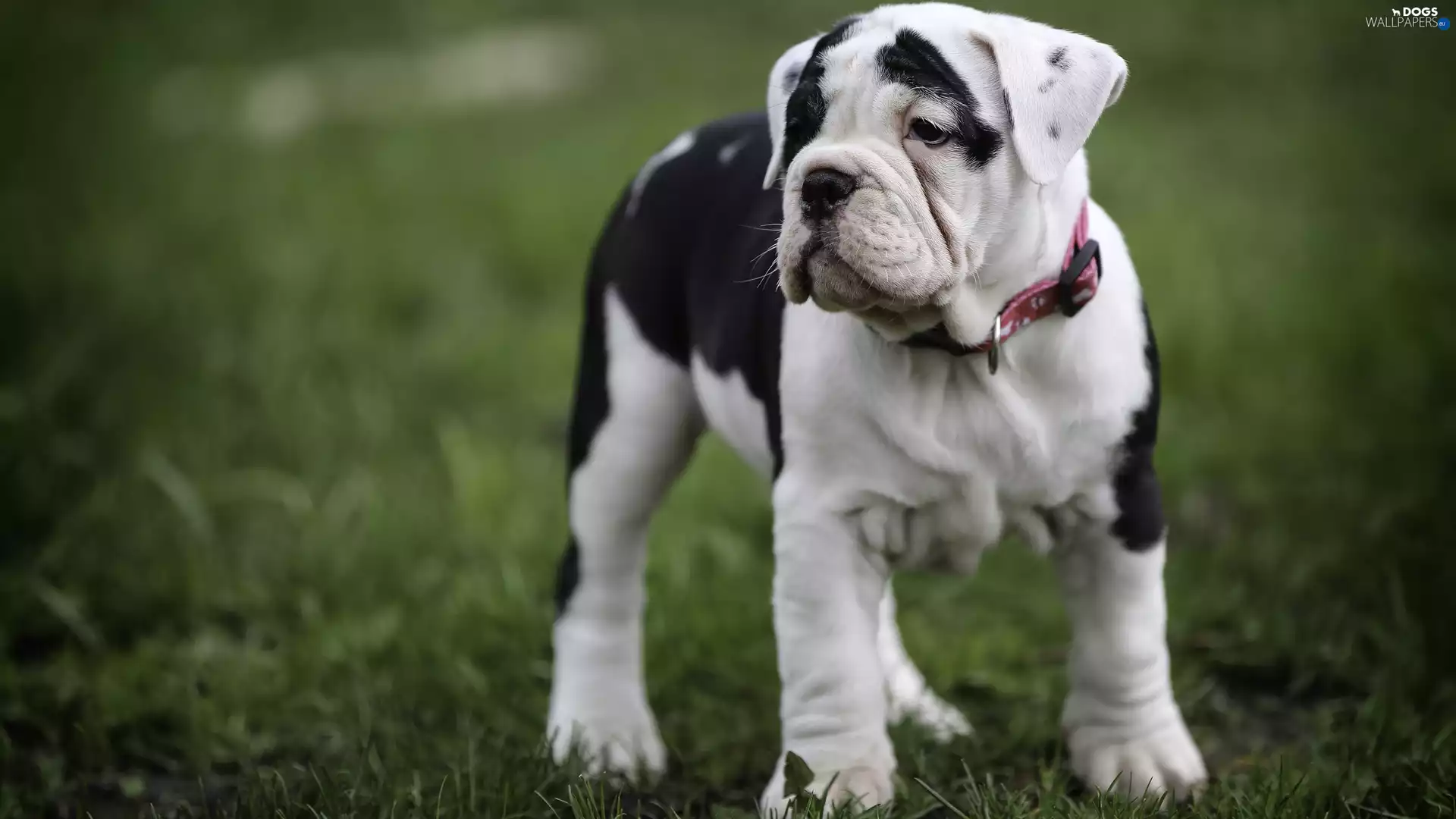 White and Black, dog, Puppy