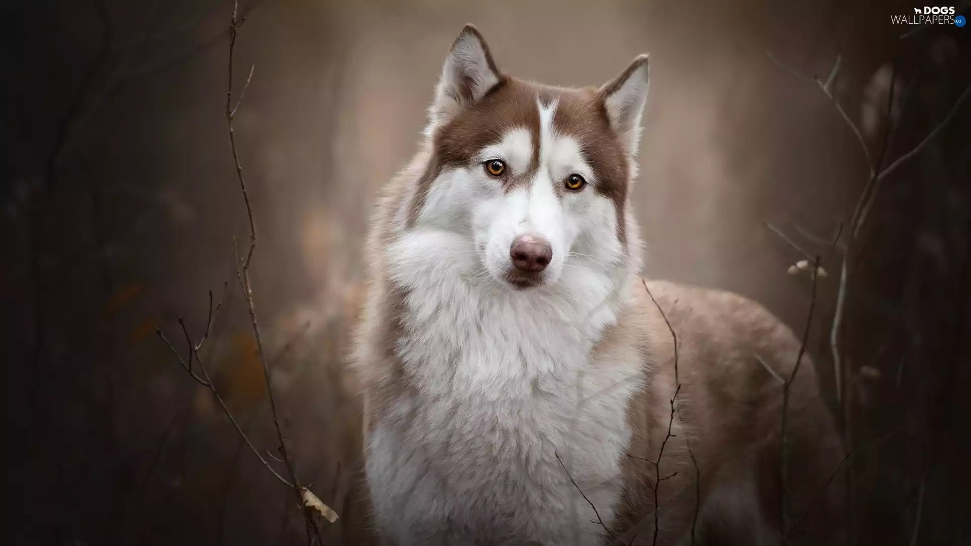 Siberian Husky, Brown and white, dog