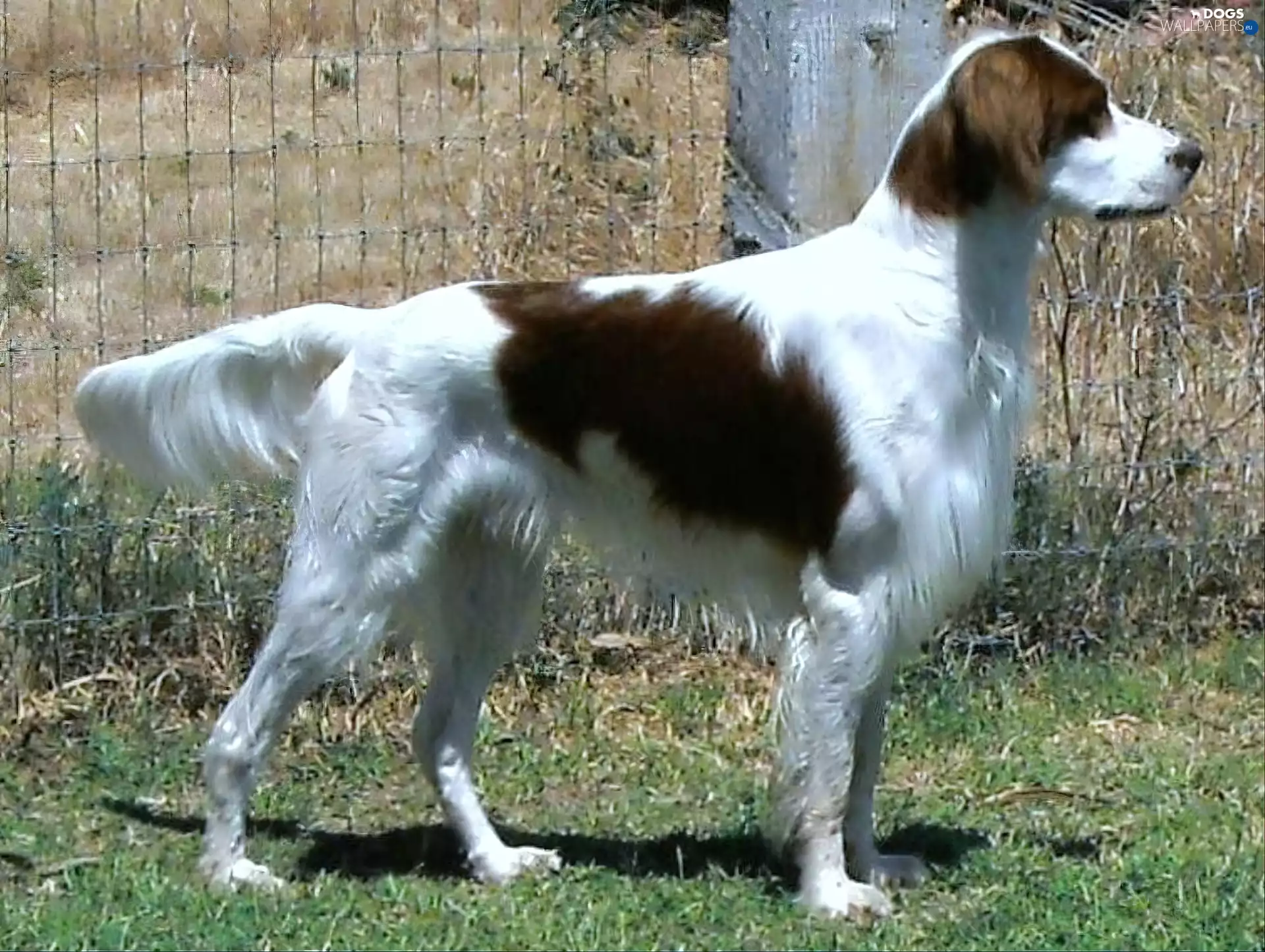Setter Irish Red and White, fence