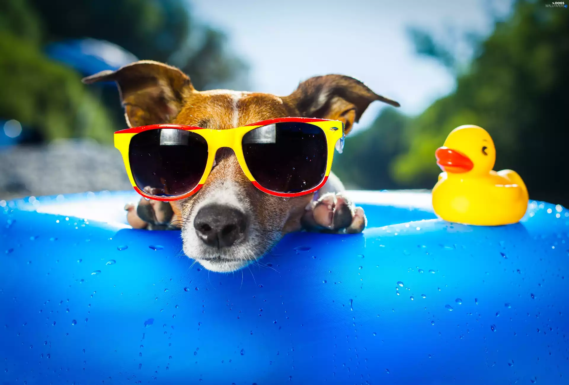 Rubber Swimming-pool and Duck, dog, Glasses