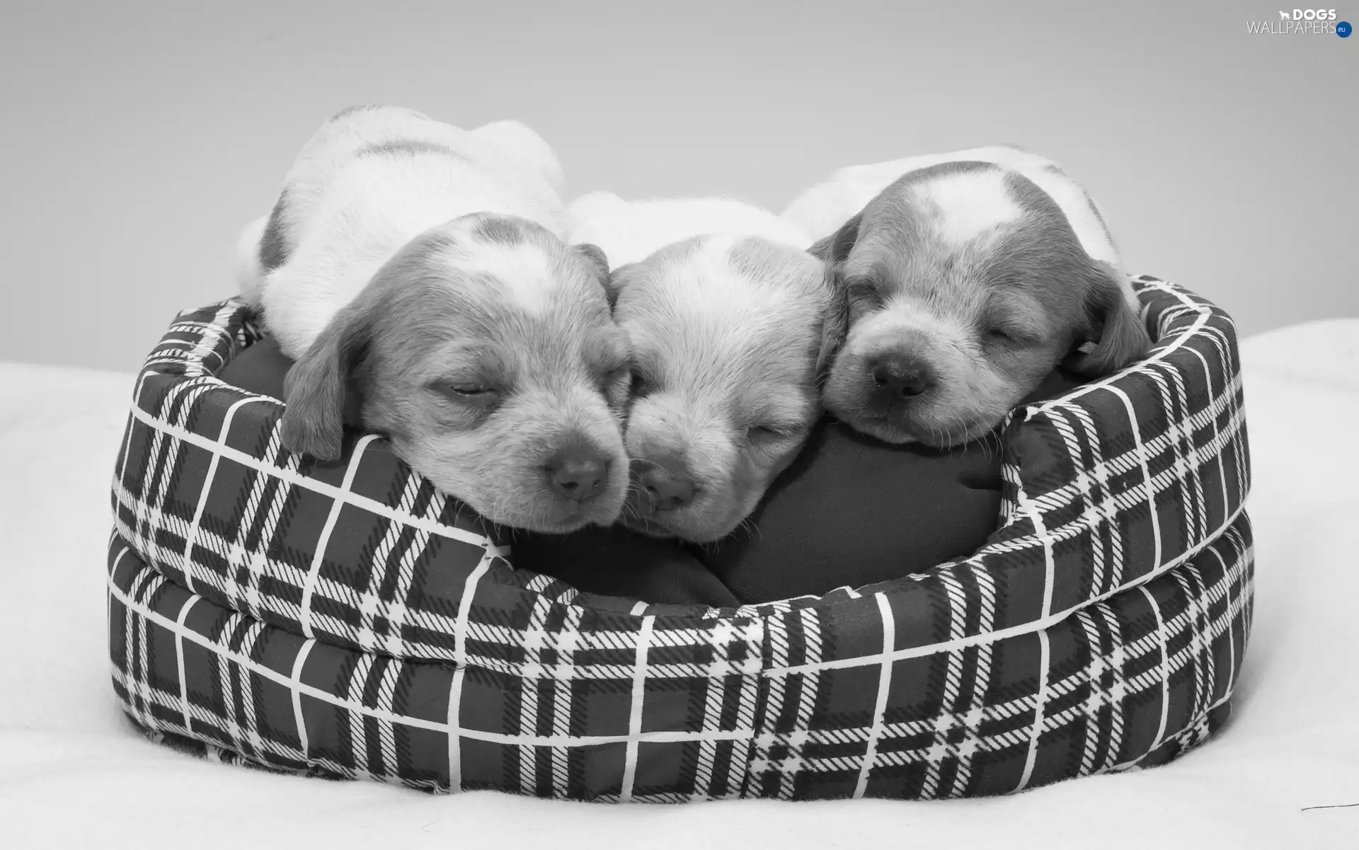 Three, haunt, Black and white, puppies