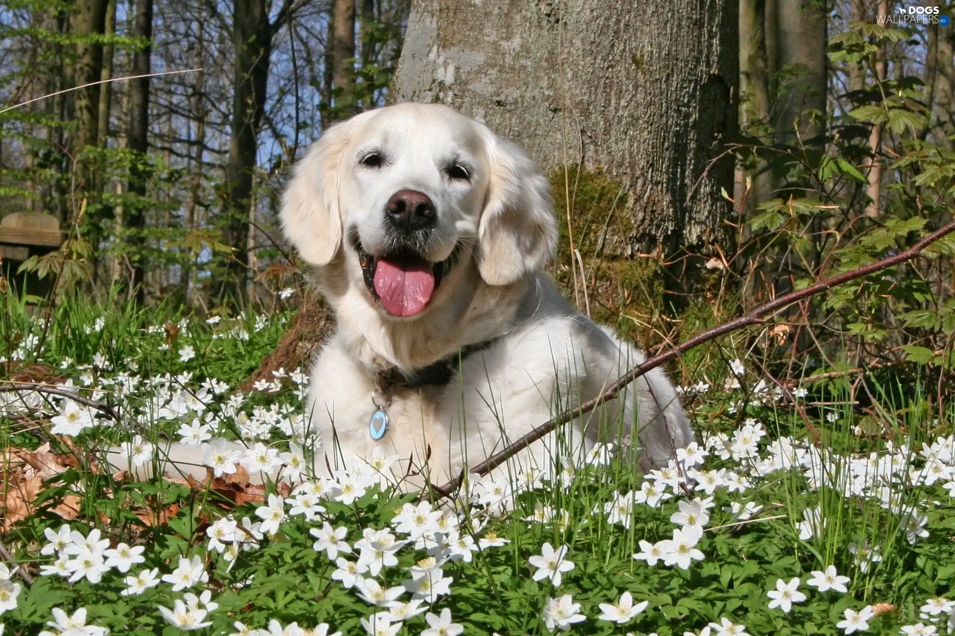 Retriever, Anemones, Labrador