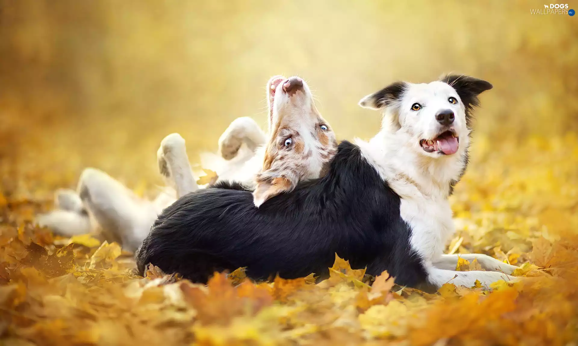 Border Collie, Leaves Animals
