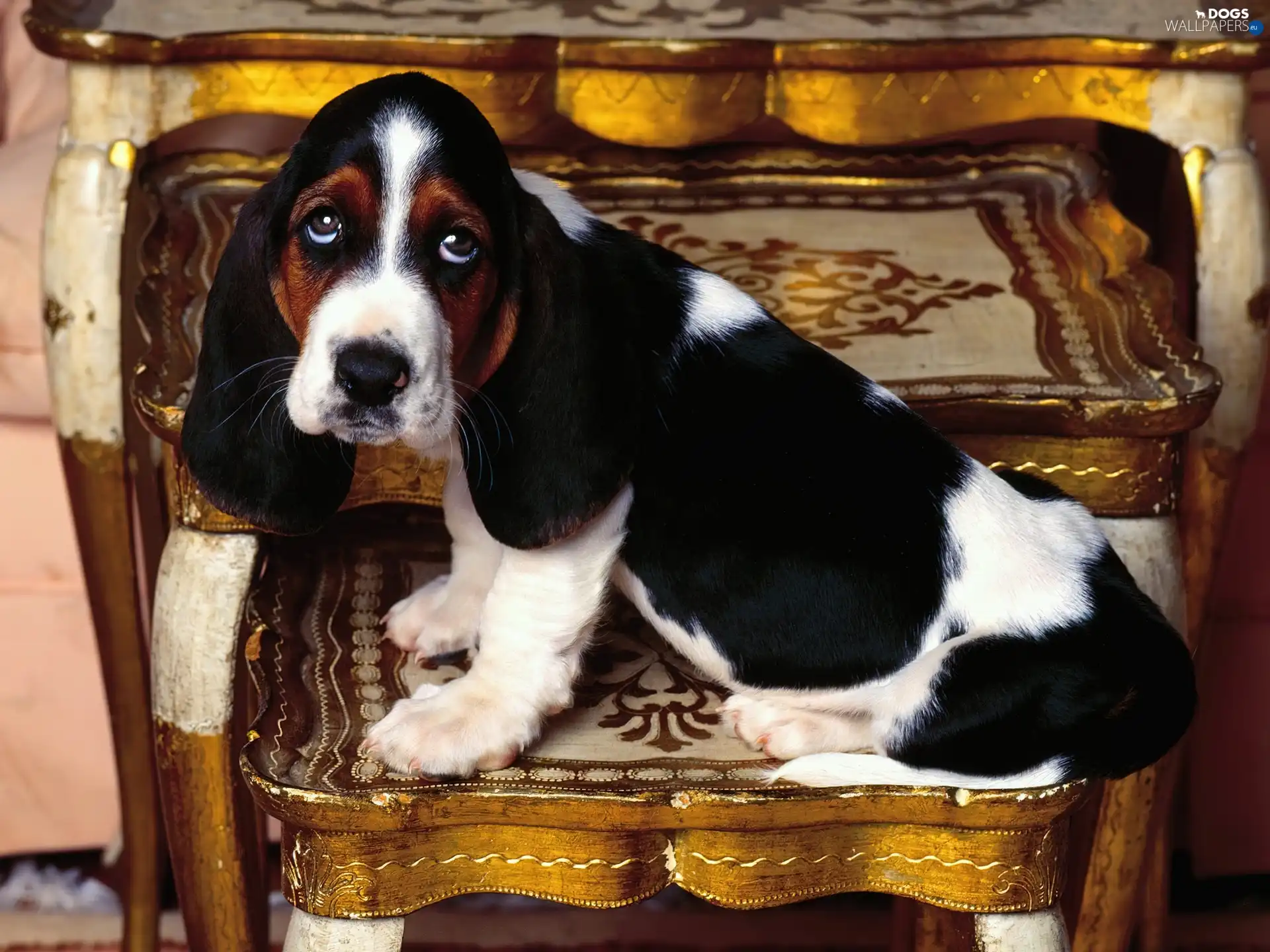 antique, Basset Hound, sad, Eyes