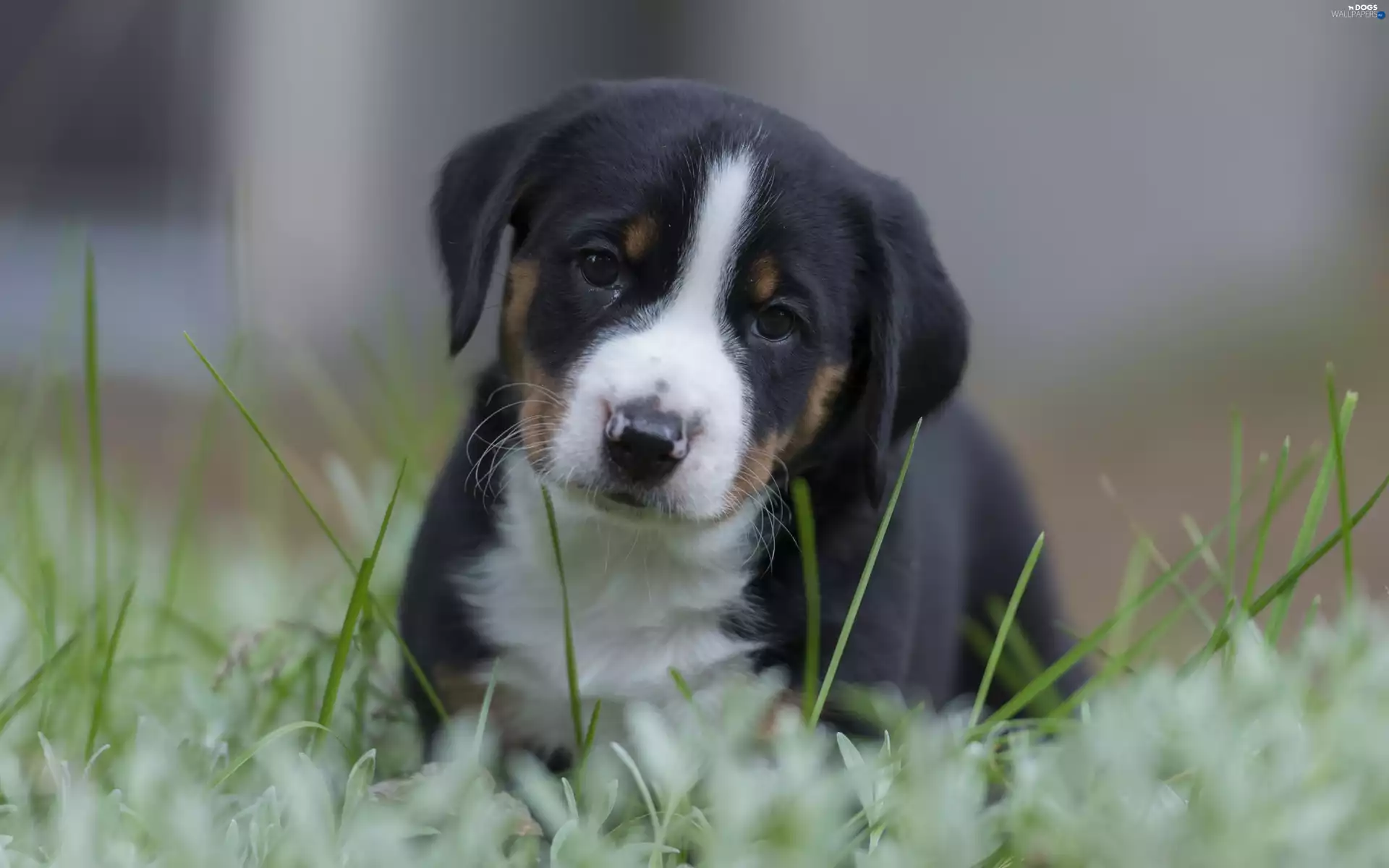 dog, Puppy, grass, Appenzeller