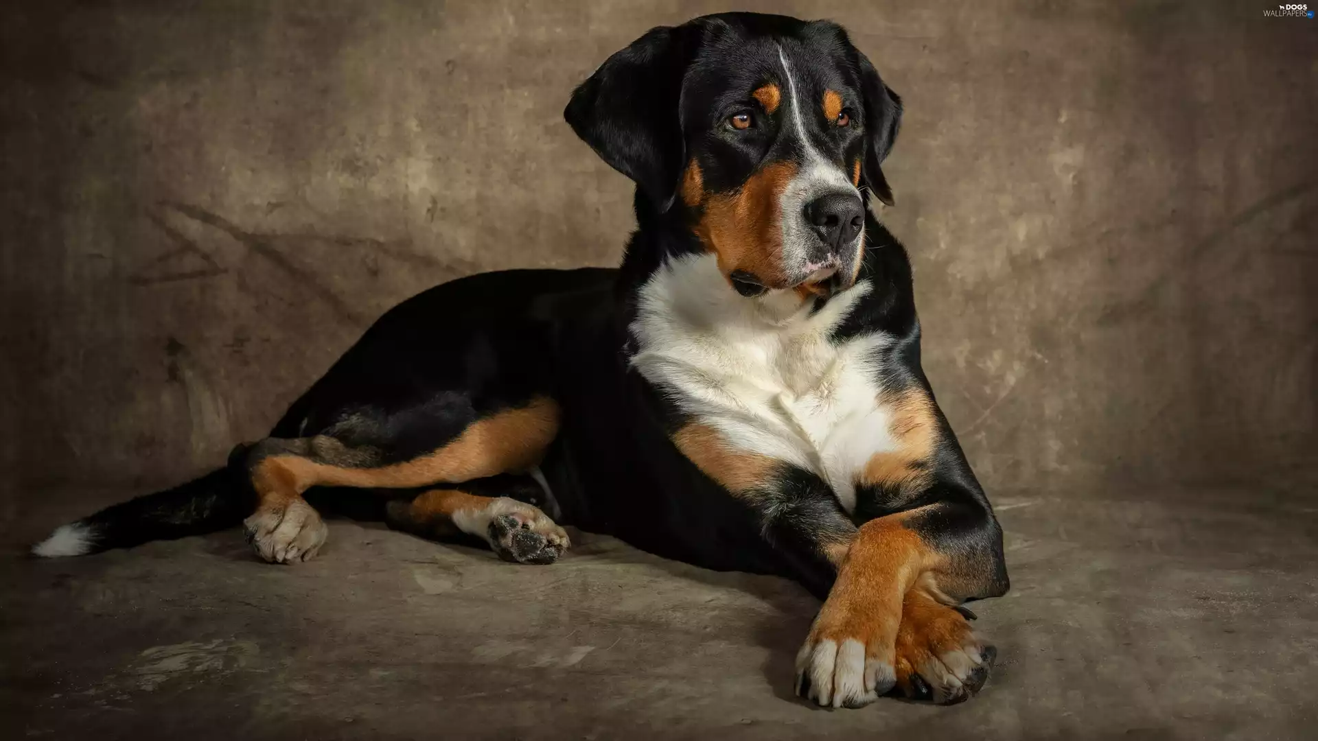 Appenzeller, lying, dog