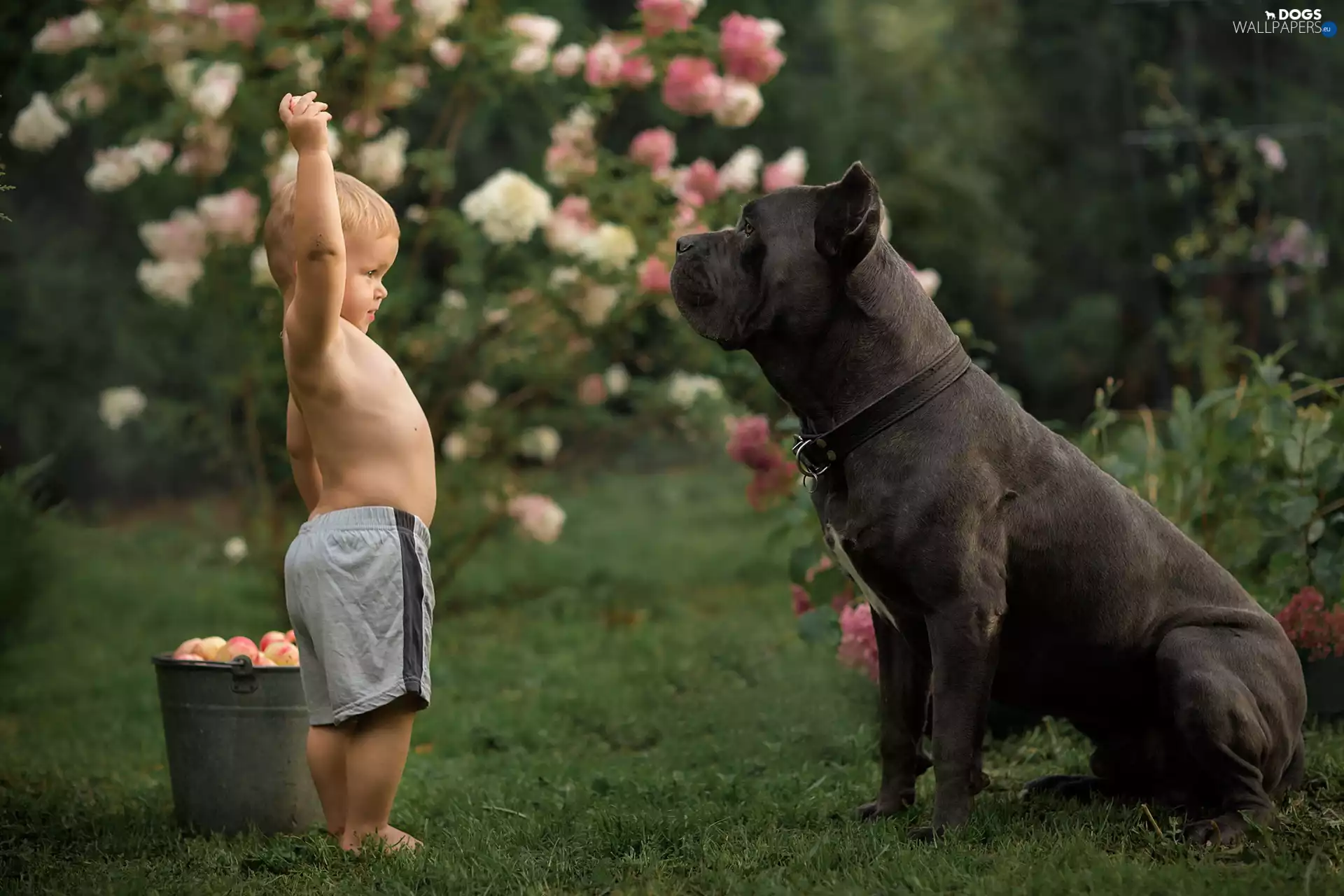 Kid, dog, bucket, Cane Corso, Big, boy, apples