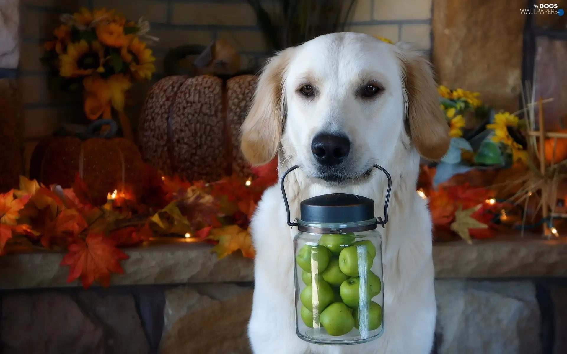 Leaf, apples, jar, Puppy, Autumn, golden, retriever