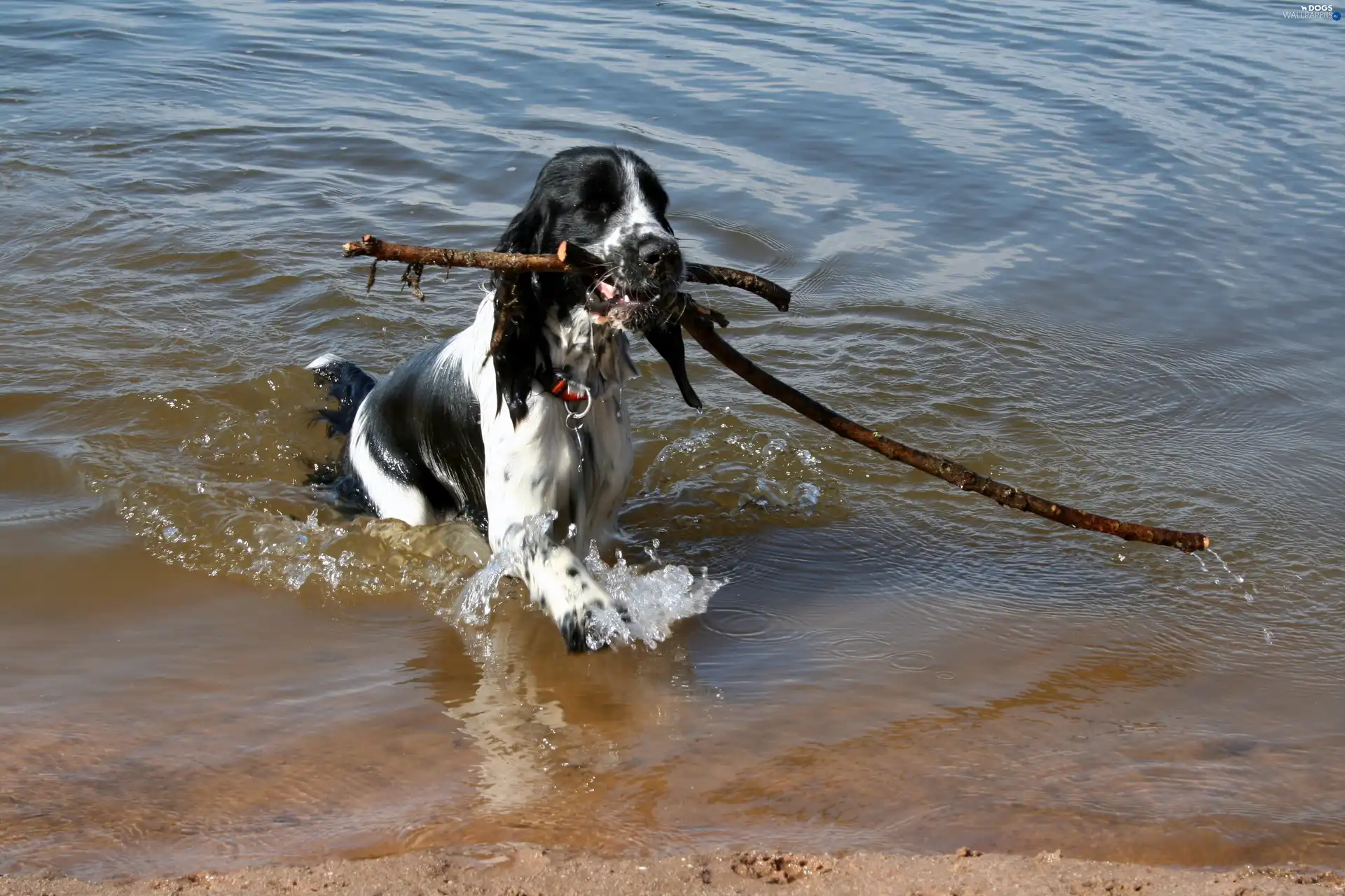 apport, American Spaniel undeniable