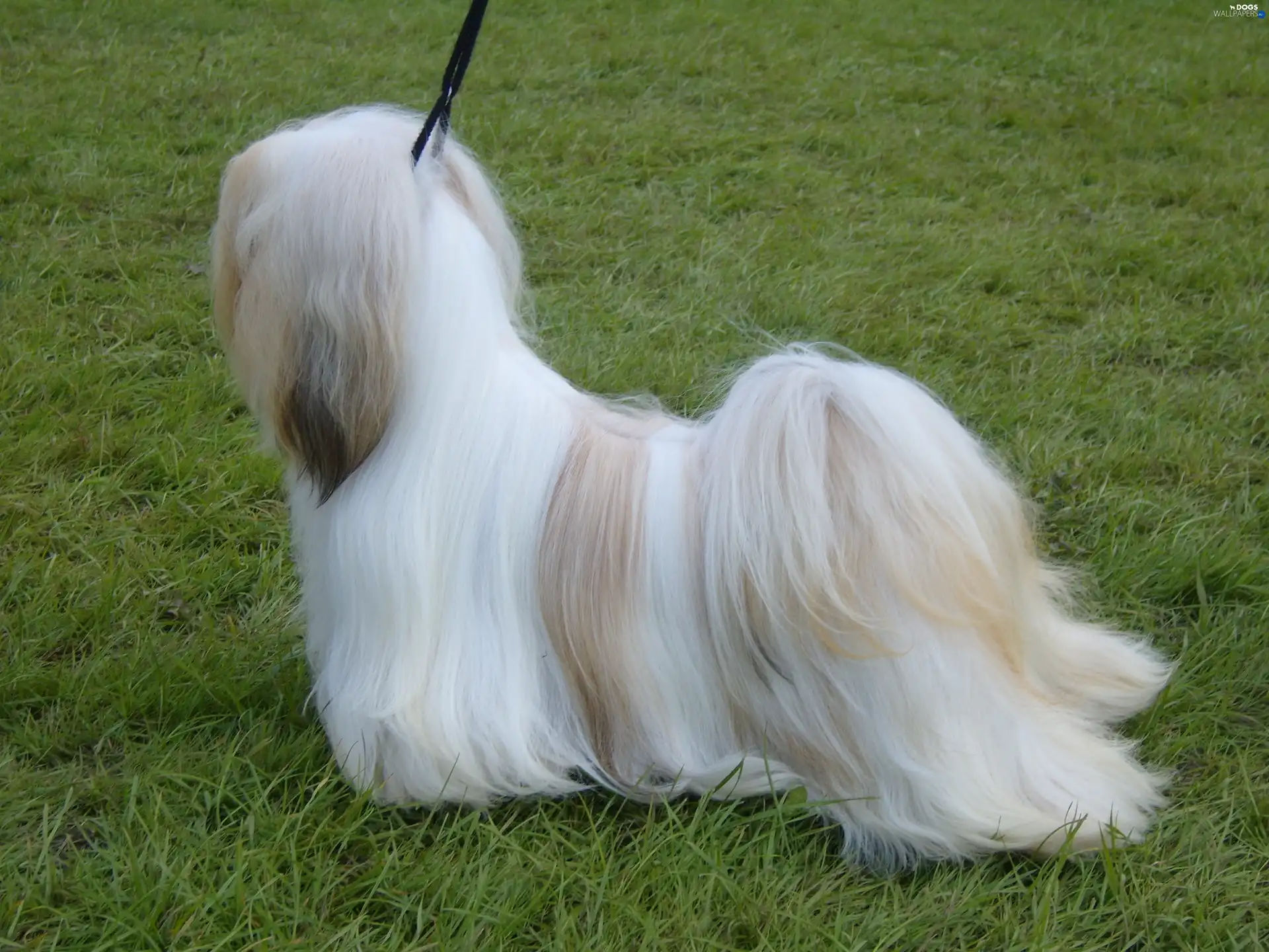 Lhasa Apso, combed