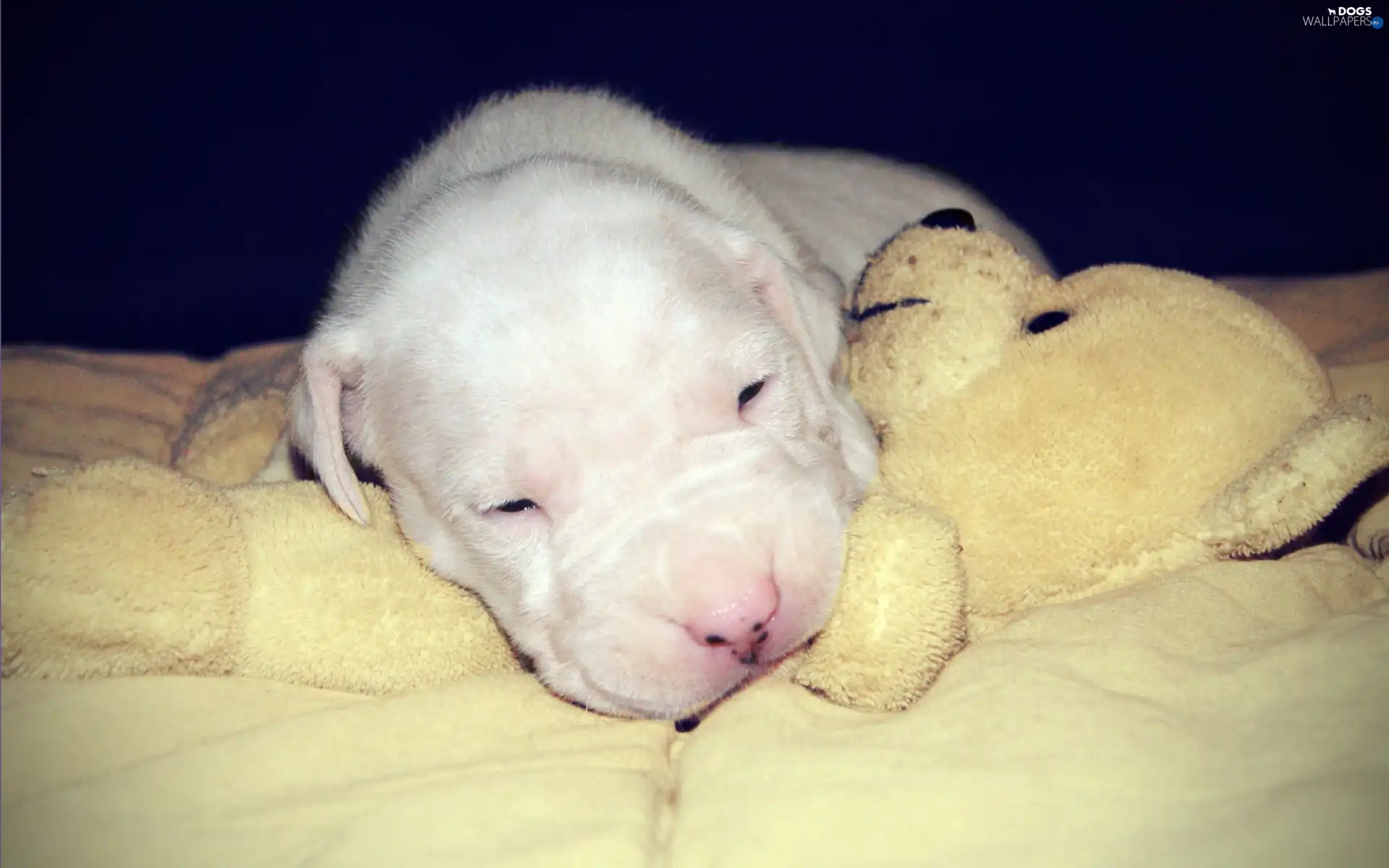 dog, Argentine, puppy
