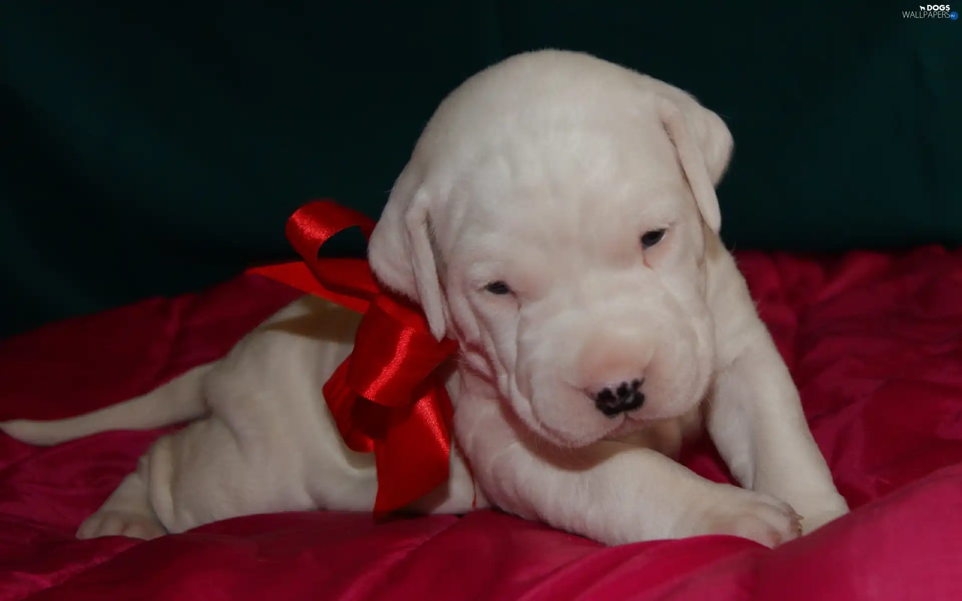 dog, Argentine, Puppy