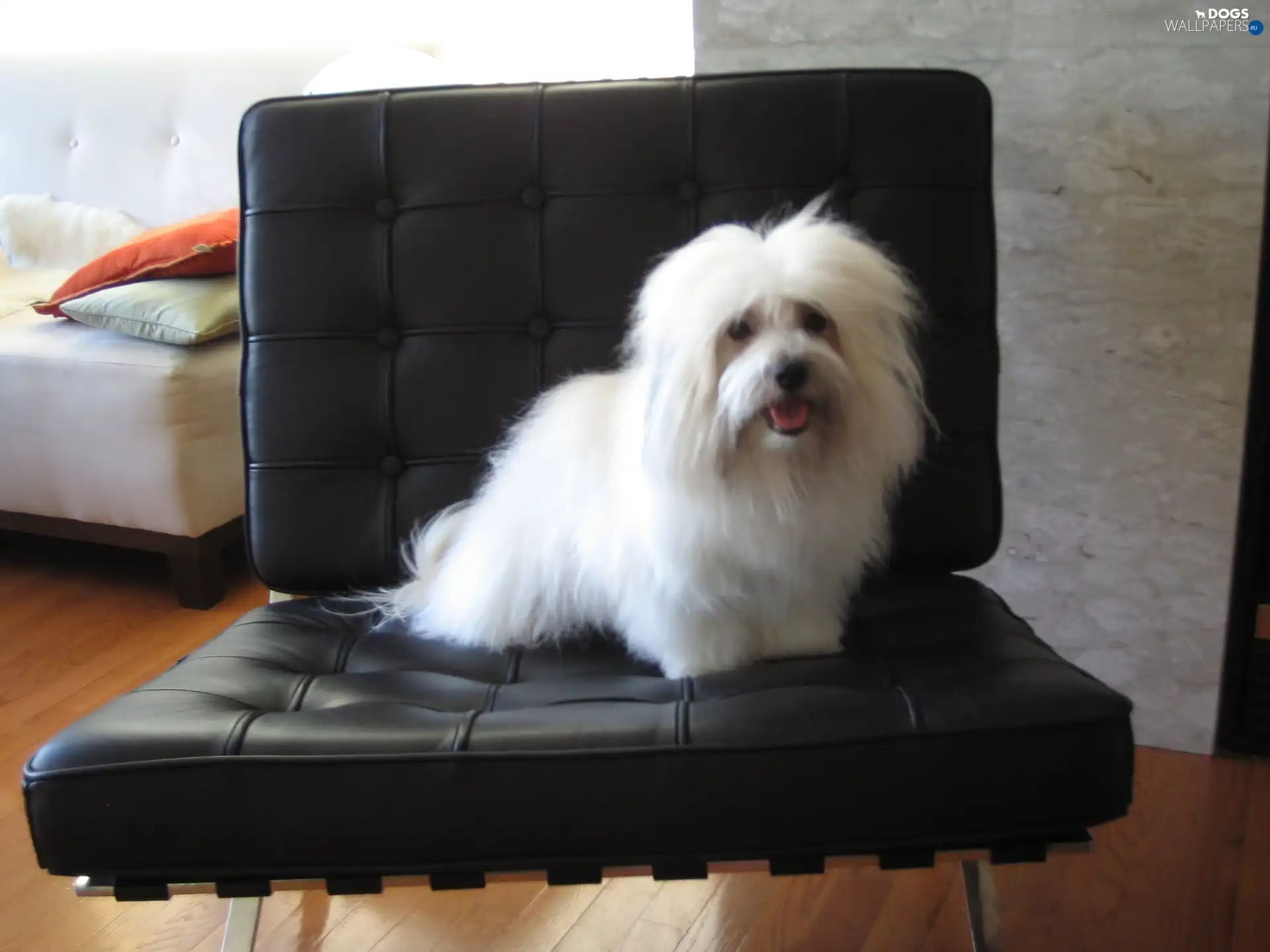 Armchair, Coton de Tulear