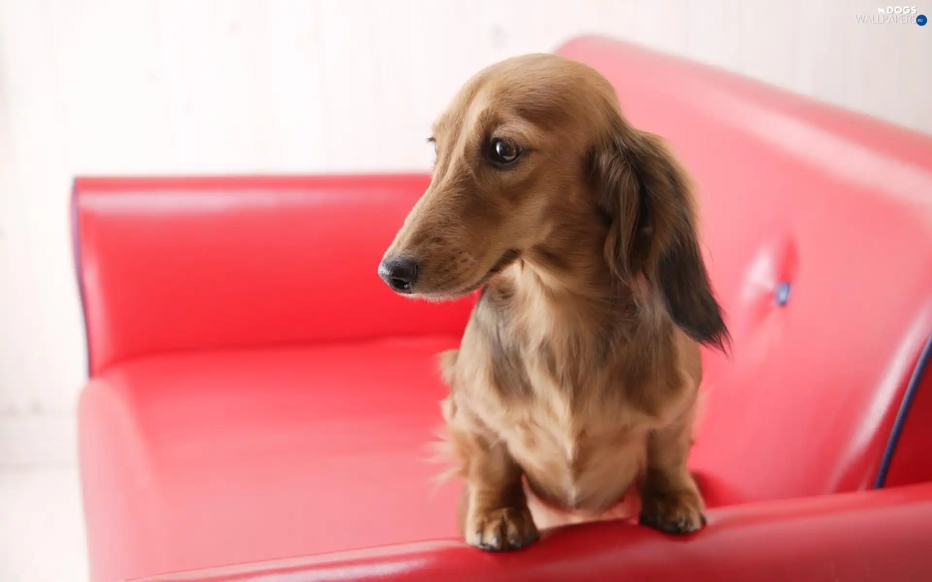 Armchair, long-haired Dachshund